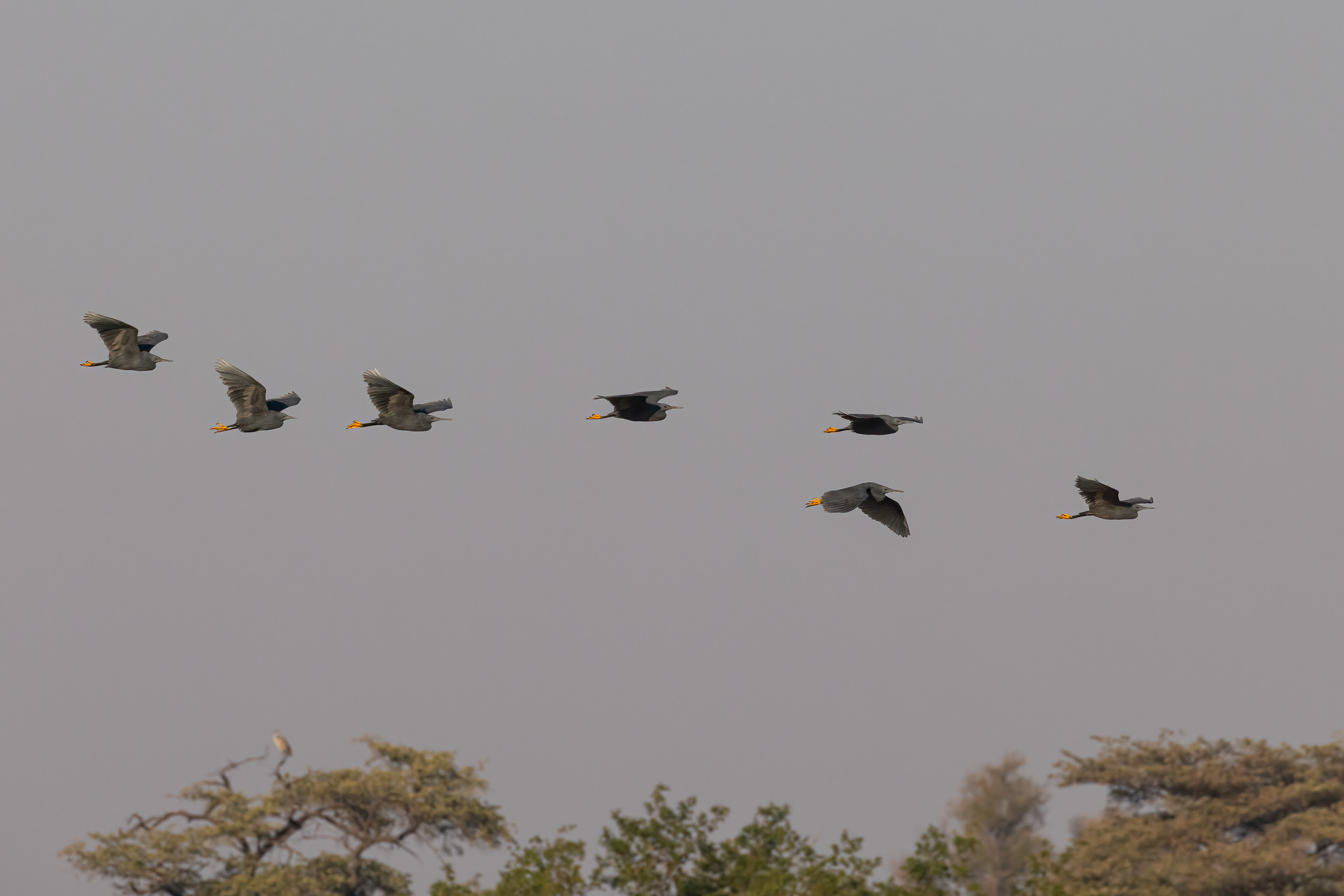 Caprivi, Highlights, Mahango Game Reserve, Namibia, Okavango