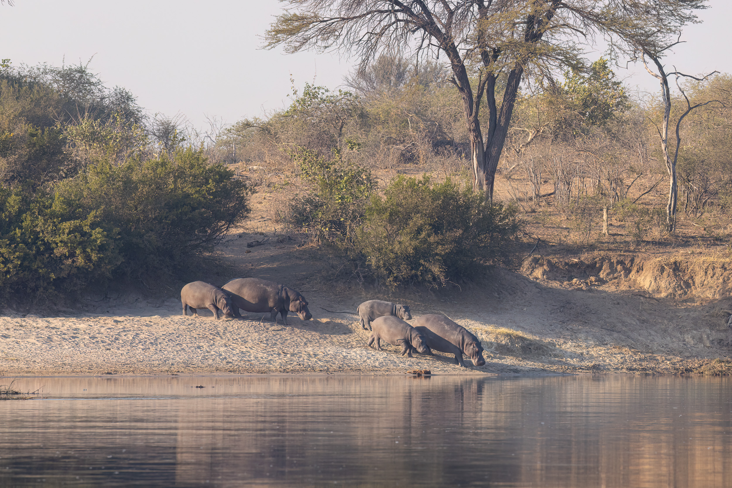 Caprivi, Highlights, Mahango Game Reserve, Namibia, Okavango