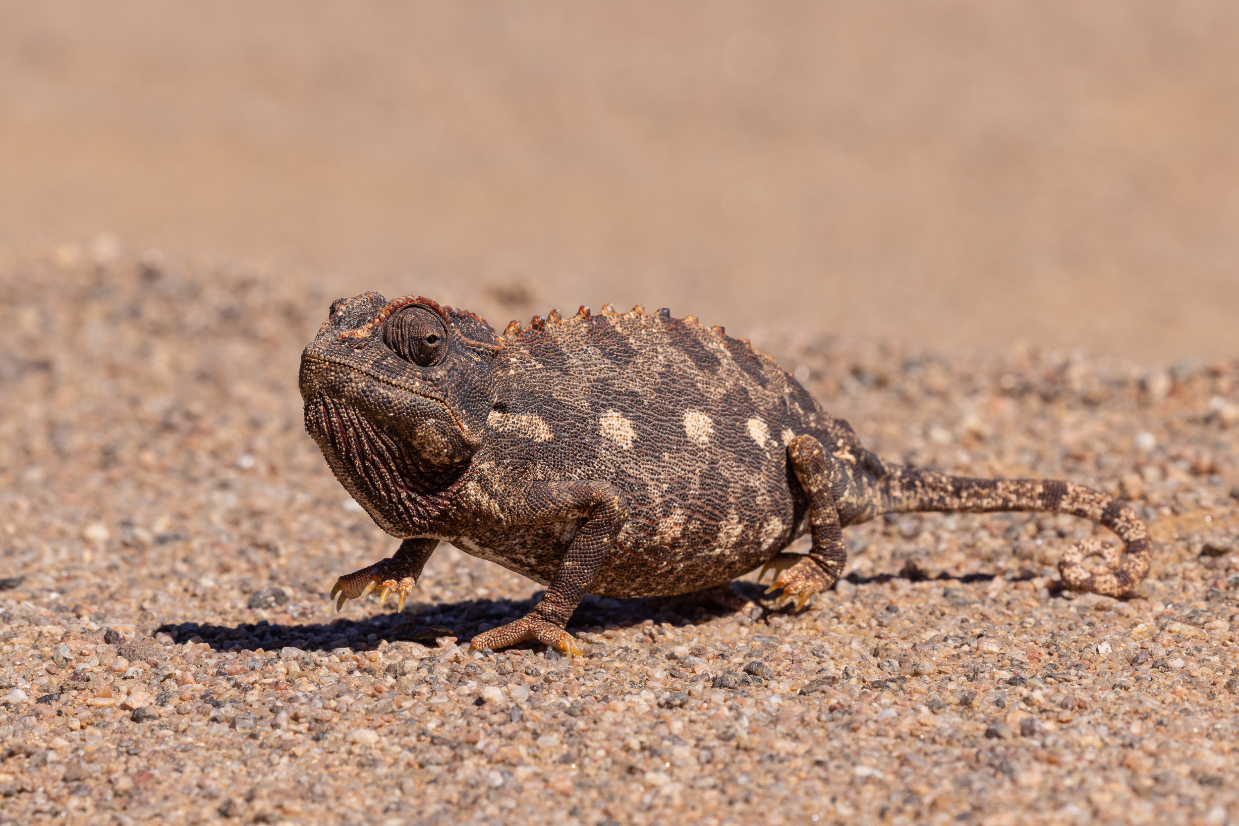 Namibia, Puros