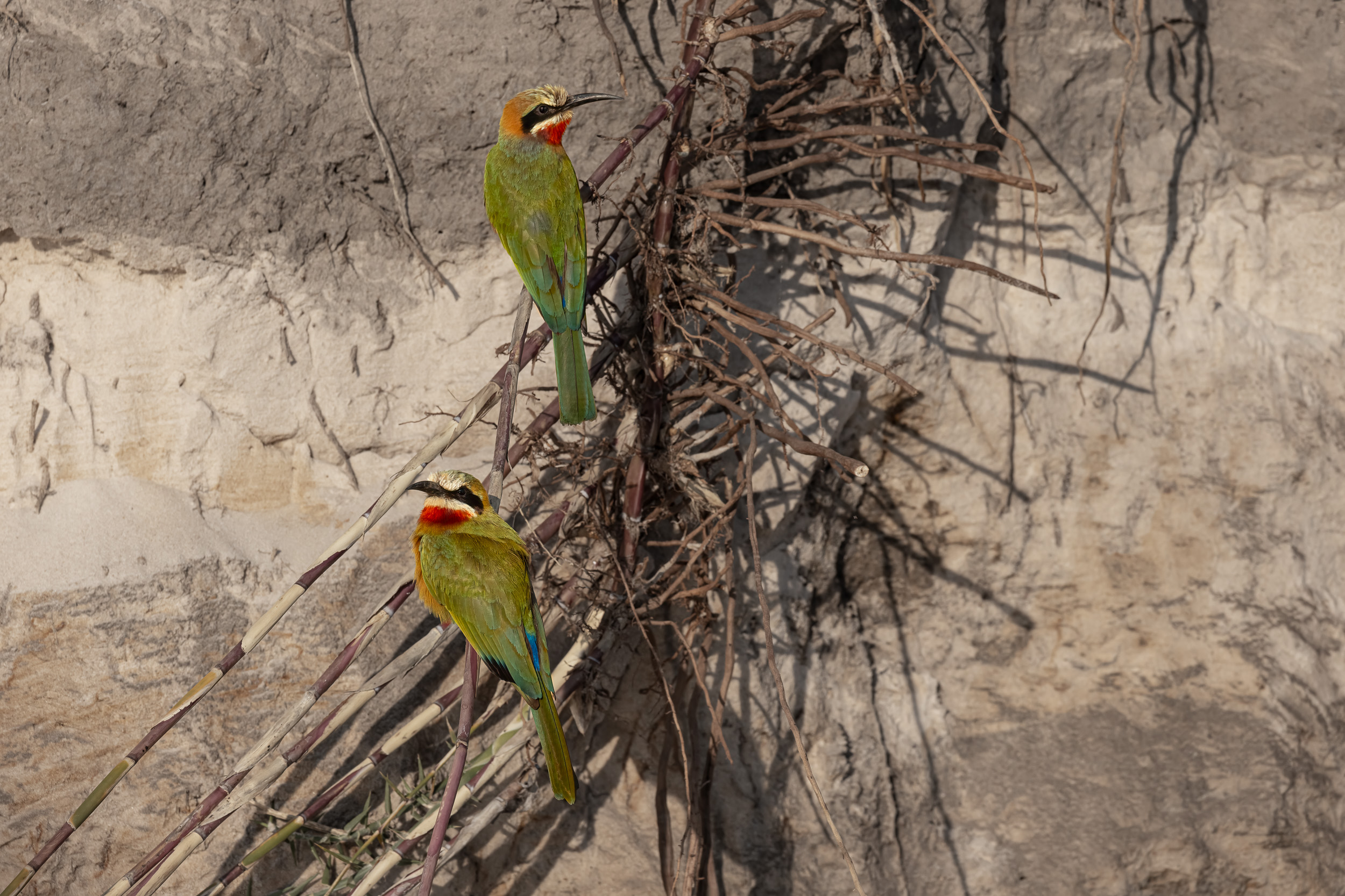 Caprivi, Highlights, Mahango Game Reserve, Namibia, Okavango