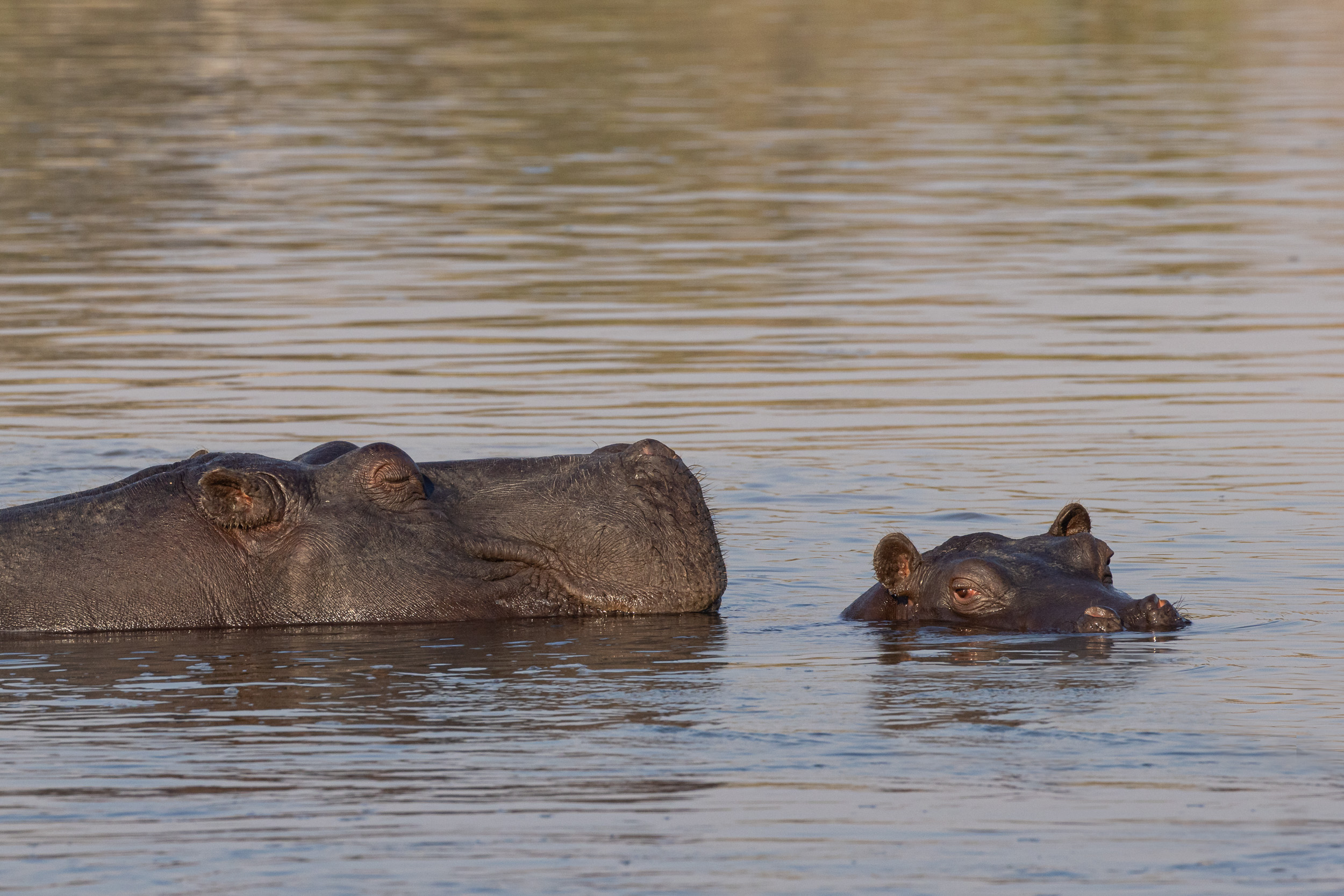 Caprivi, Highlights, Mahango Game Reserve, Namibia, Okavango