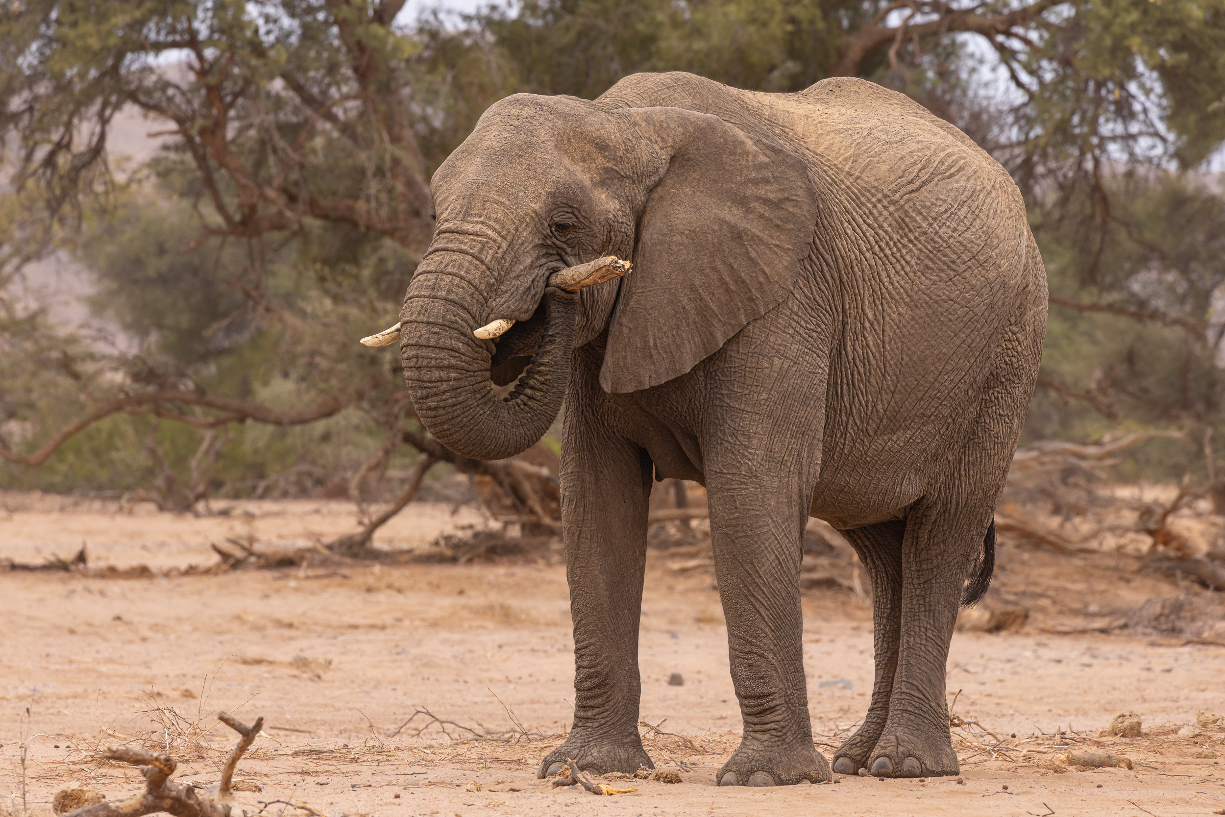 Aba-Huab, Duniart, Highlights, Huab, Namibia