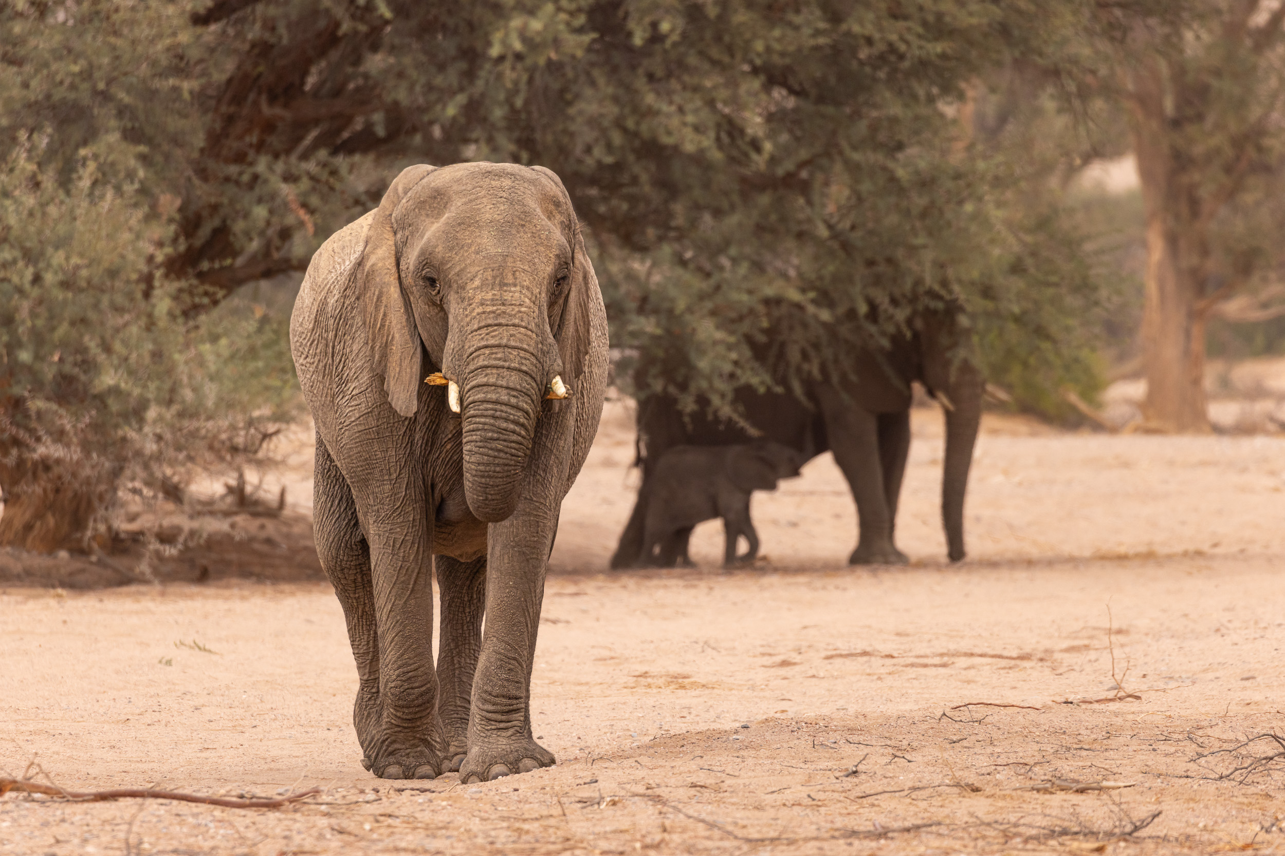 Aba-Huab, Huab, Namibia