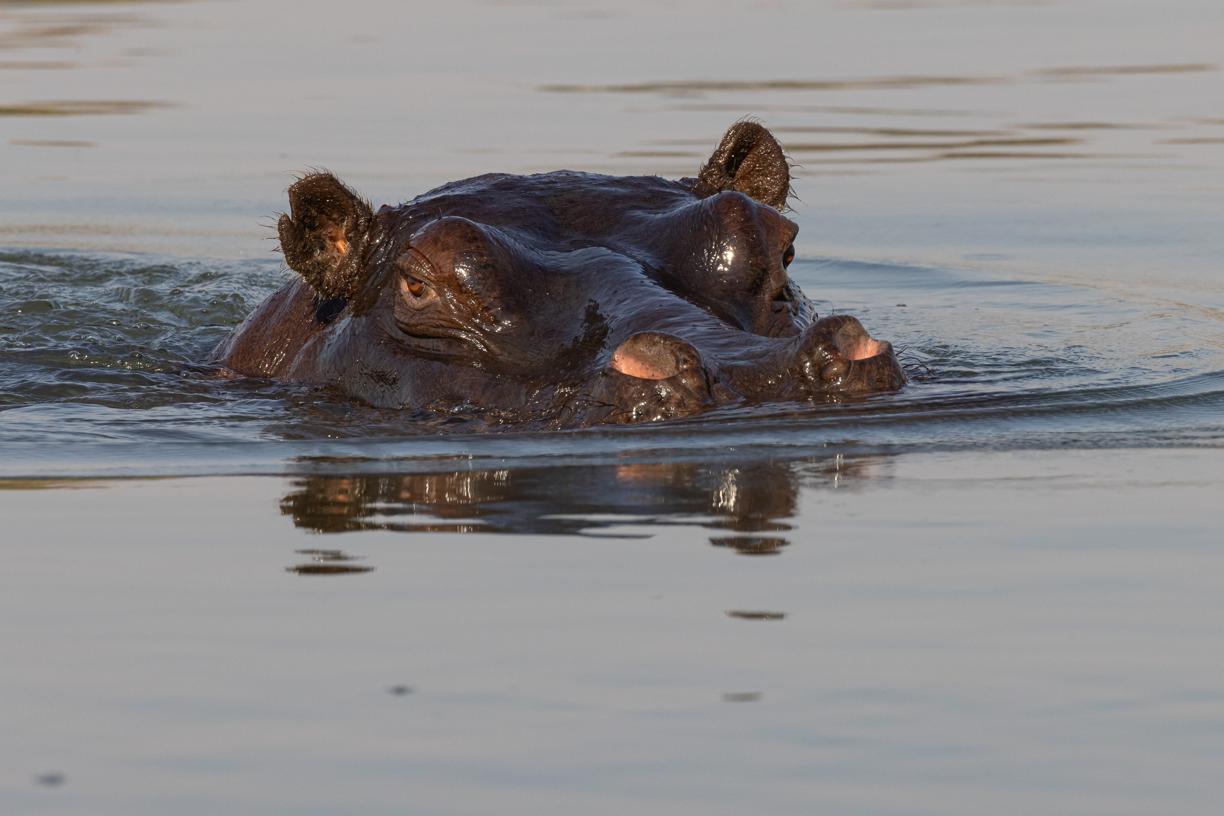 Caprivi, Highlights, Mahango Game Reserve, Namibia, Okavango