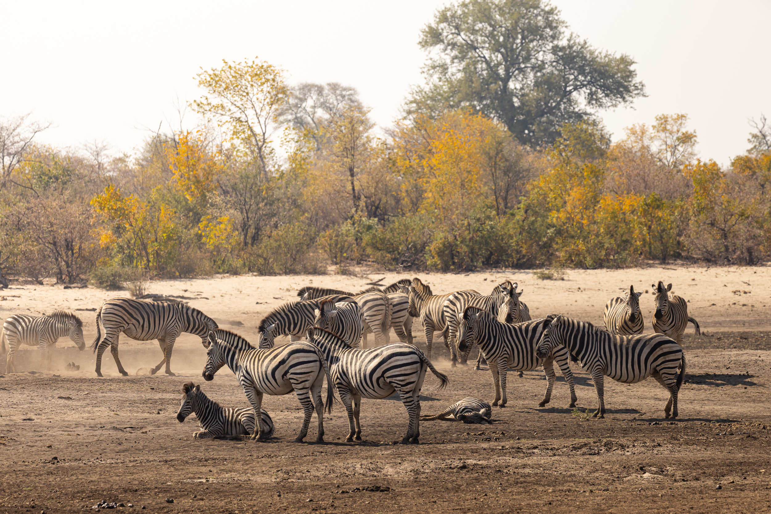 Caprivi, Highlights, Mahango Game Reserve, Namibia, Okavango