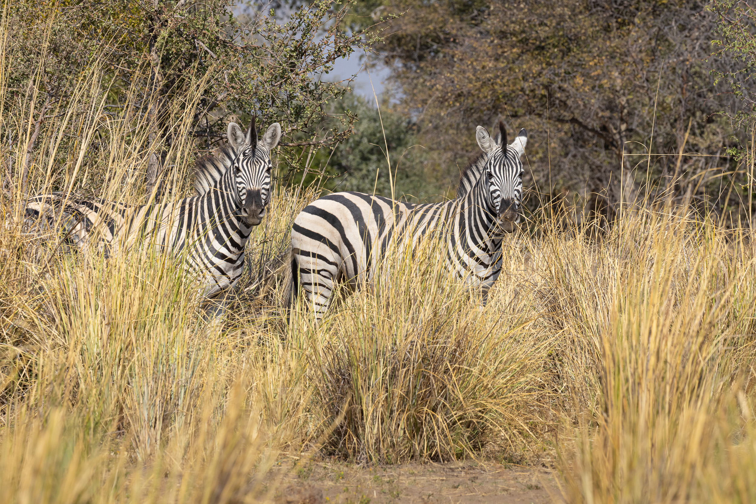 Caprivi, Highlights, Mahango Game Reserve, Namibia, Okavango