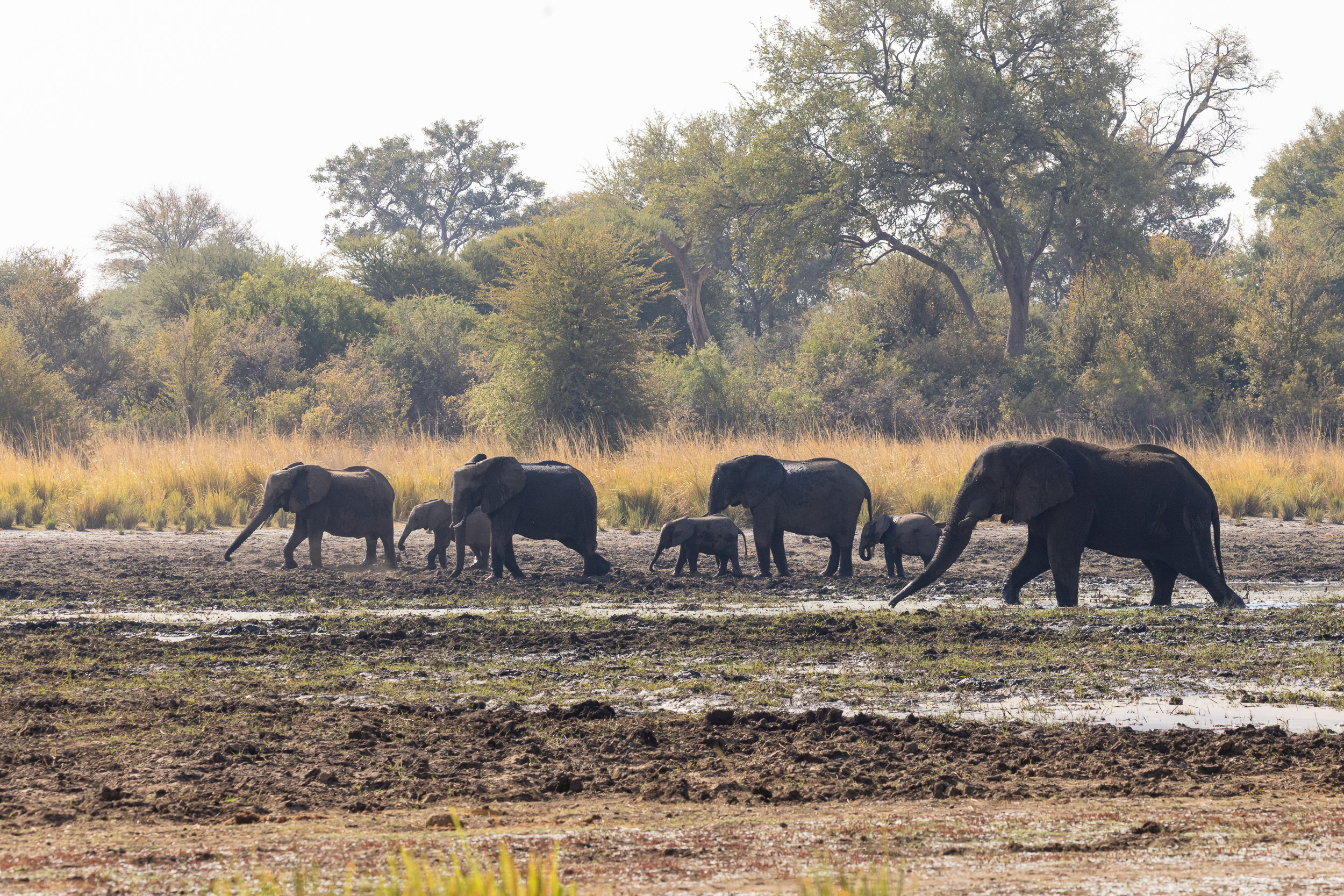 Caprivi, Highlights, Mahango Game Reserve, Namibia, Okavango