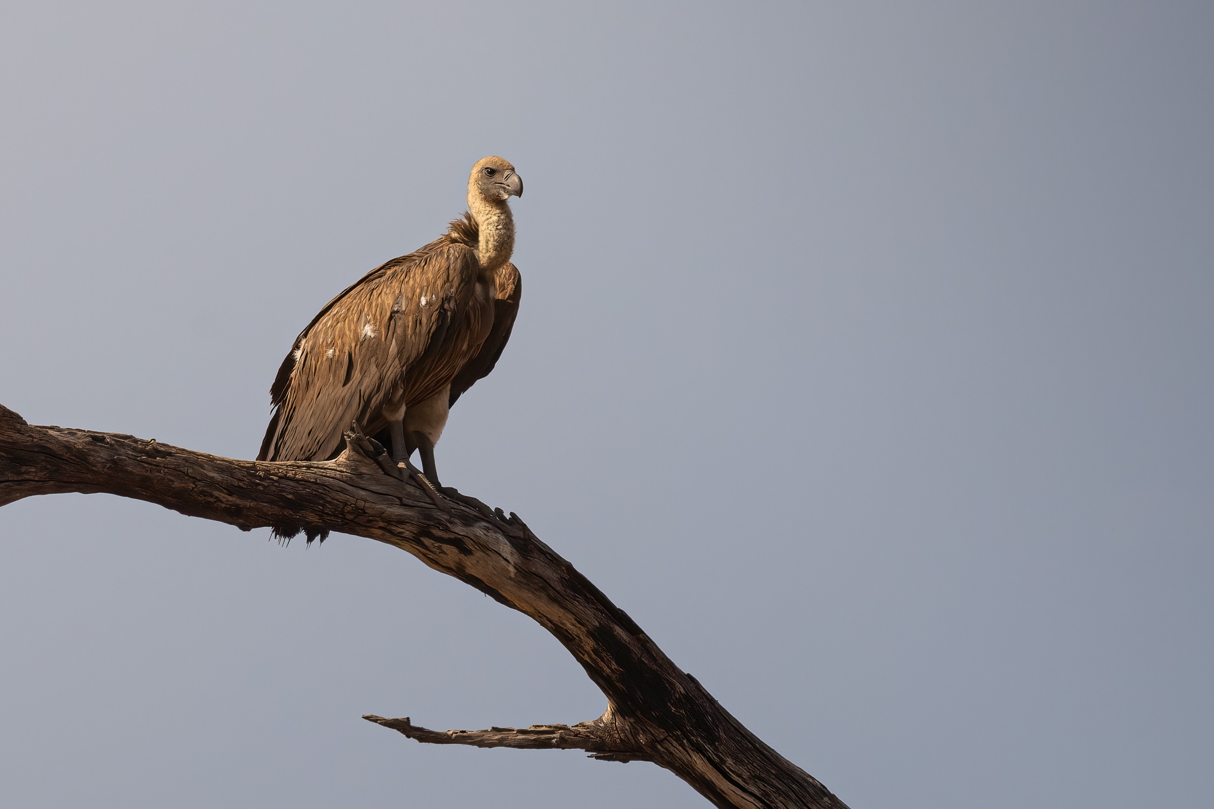 Caprivi, Highlights, Mahango Game Reserve, Namibia, Okavango