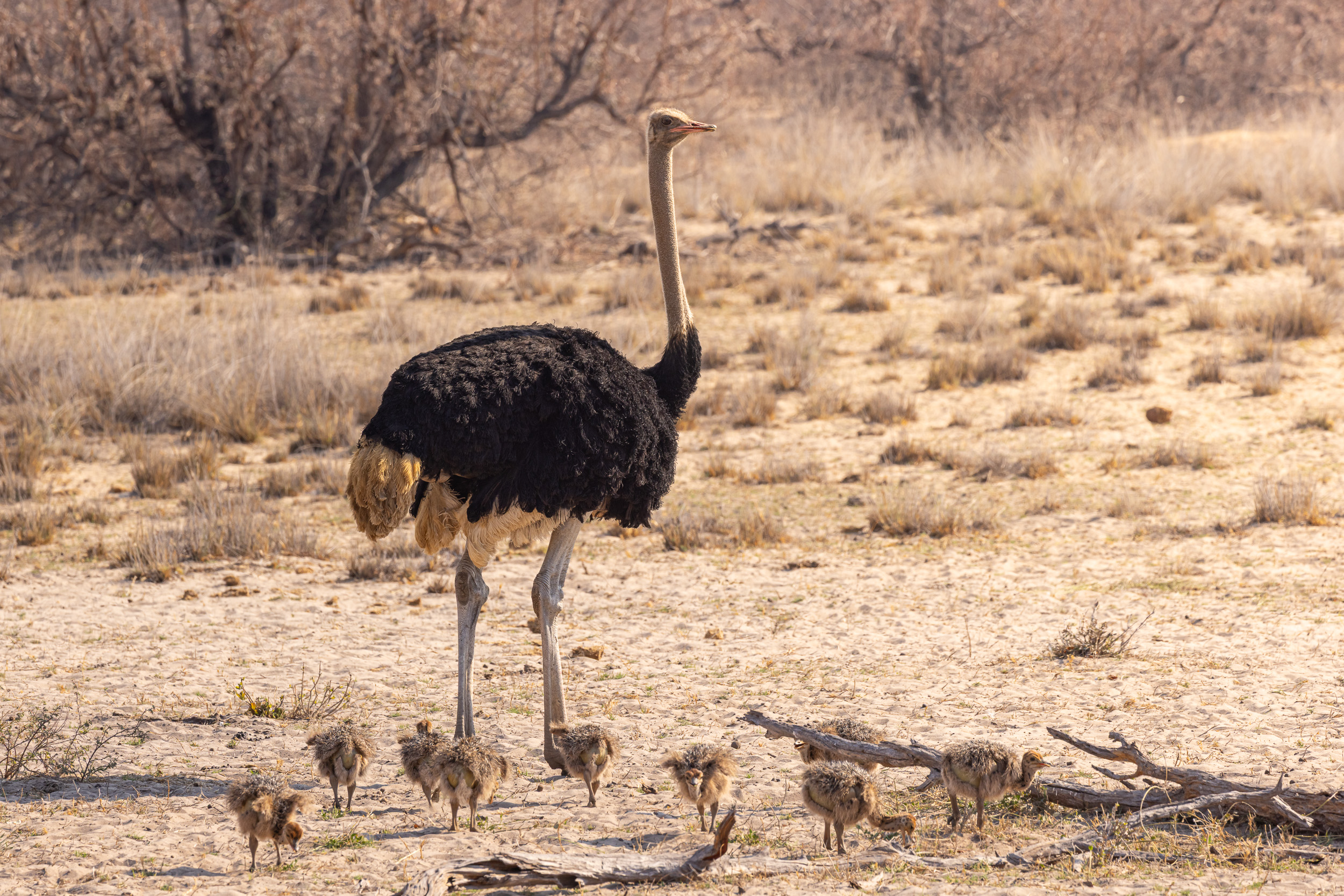 Caprivi, Highlights, Mahango Game Reserve, Namibia, Okavango