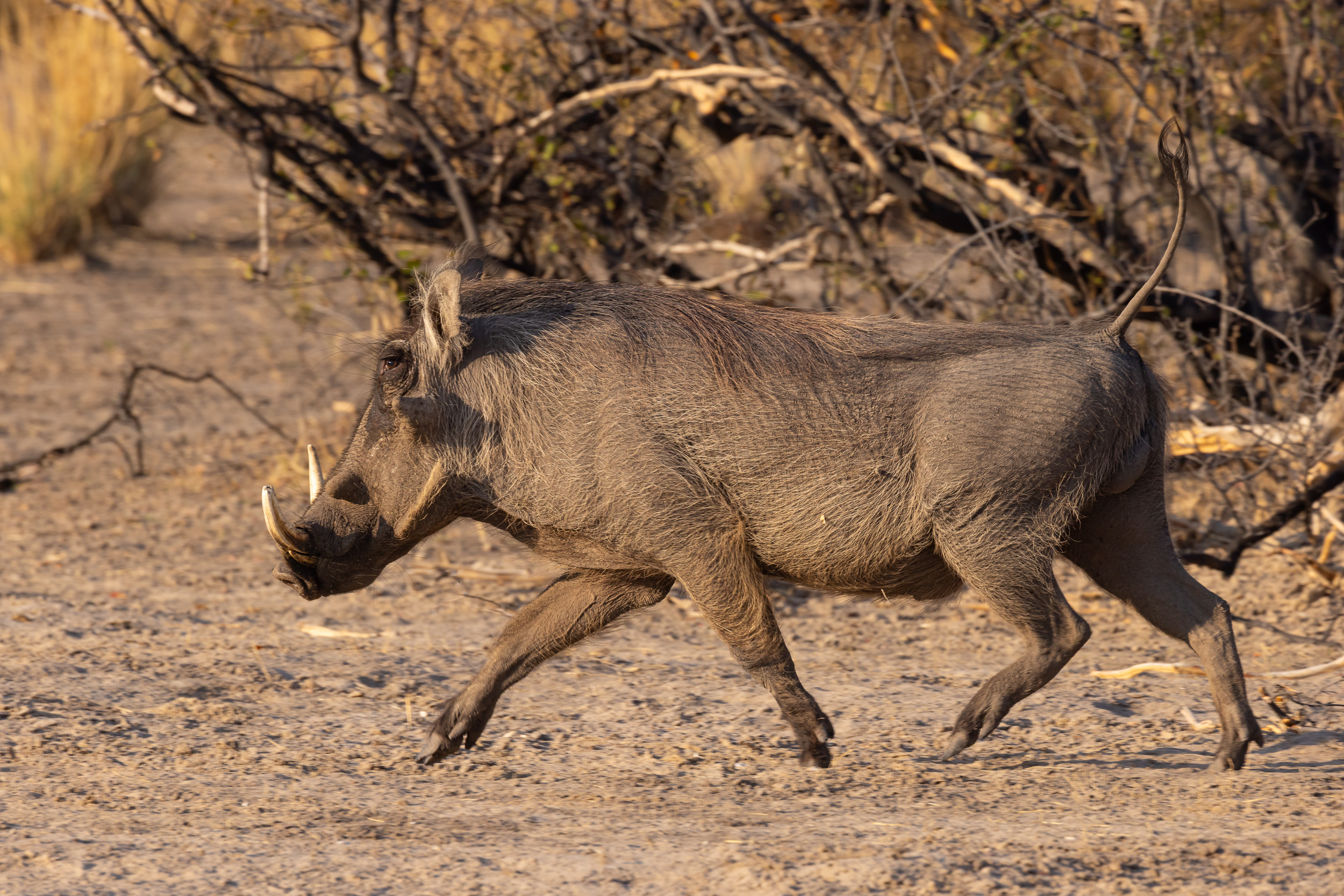 Caprivi, Highlights, Mahango Game Reserve, Namibia, Okavango
