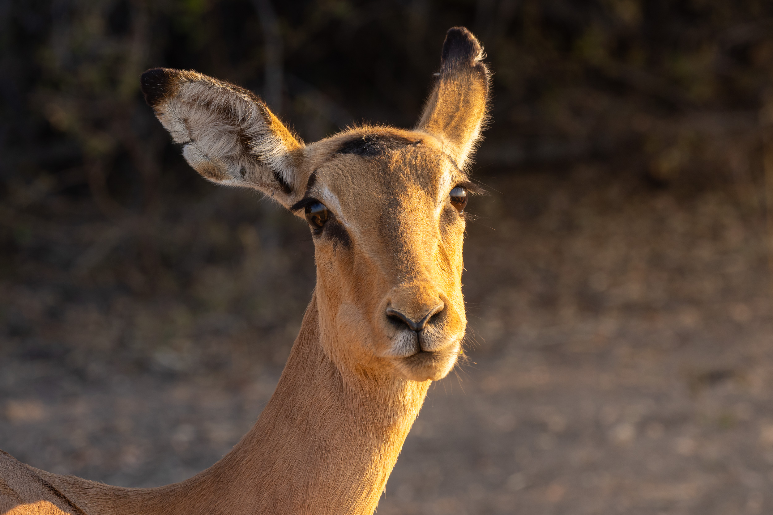 Caprivi, Highlights, Mahango Game Reserve, Namibia, Okavango