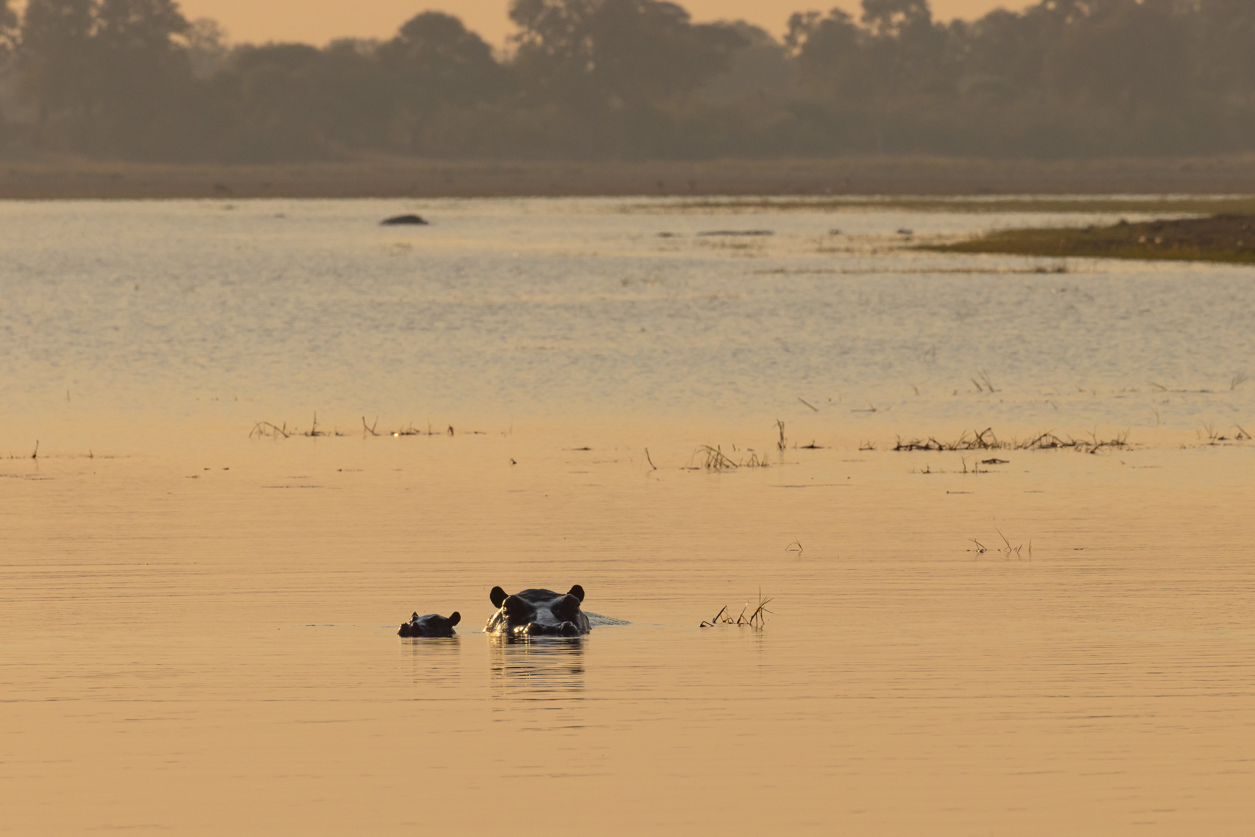 Caprivi, Highlights, Mahango Game Reserve, Namibia, Okavango