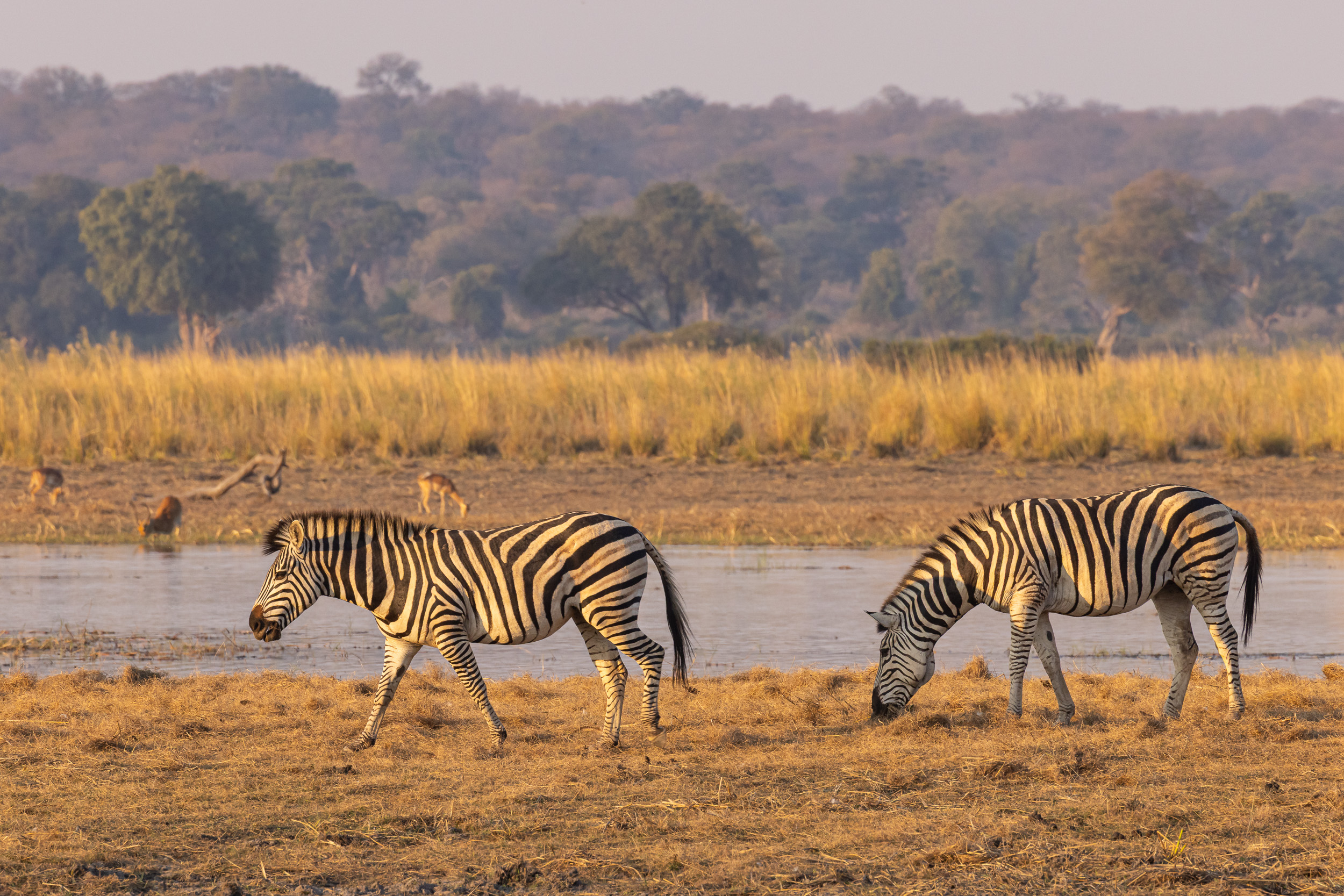 Caprivi, Highlights, Mahango Game Reserve, Namibia, Okavango