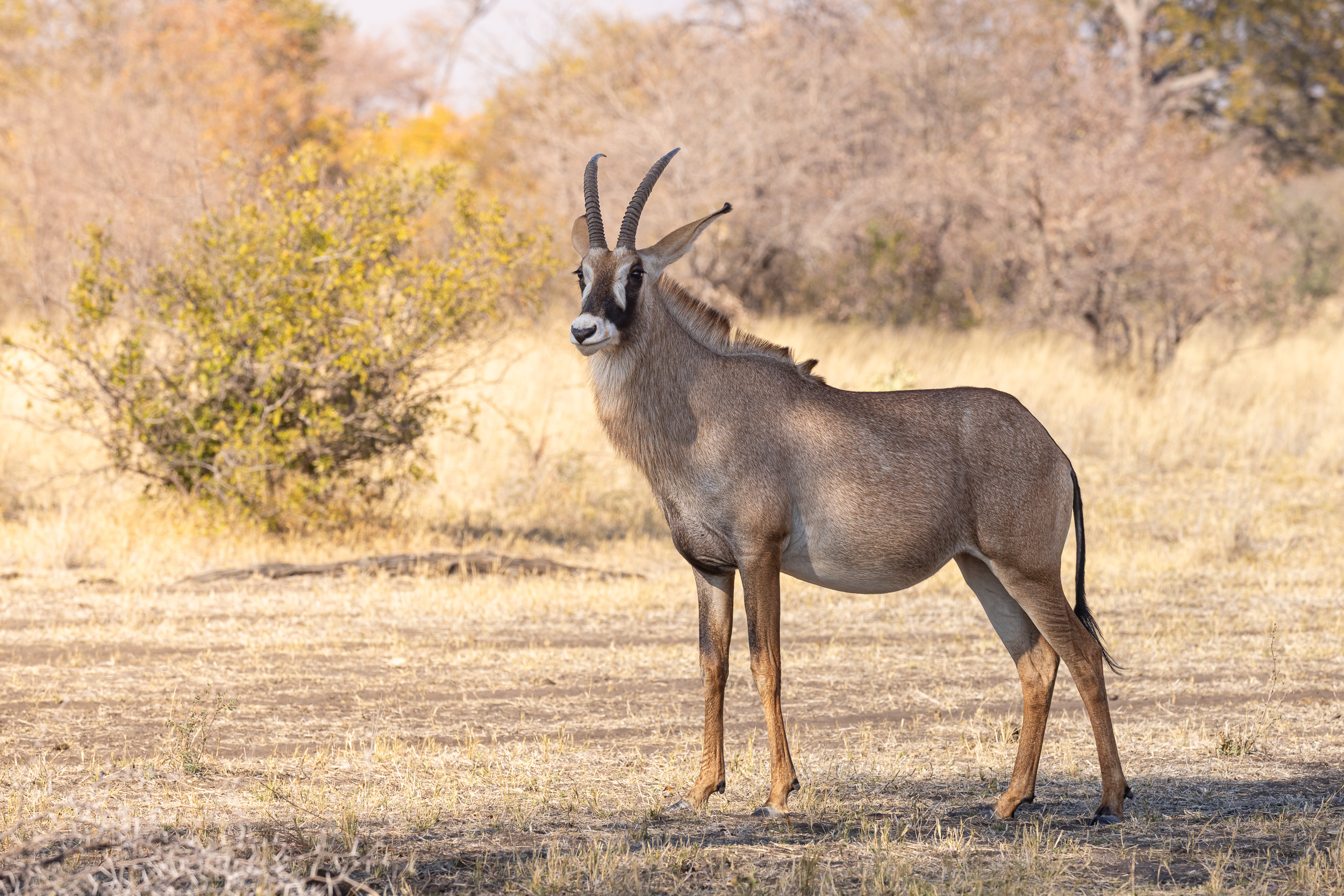 Caprivi, Highlights, Mahango Game Reserve, Namibia, Okavango