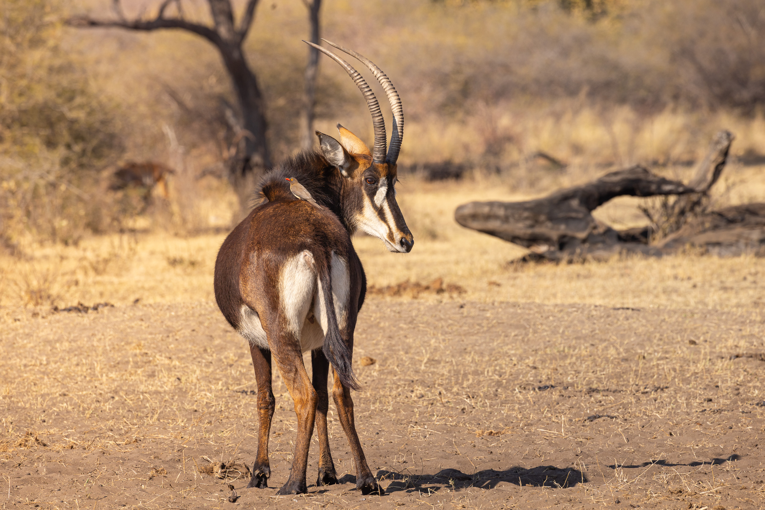 Caprivi, Highlights, Mahango Game Reserve, Namibia, Okavango