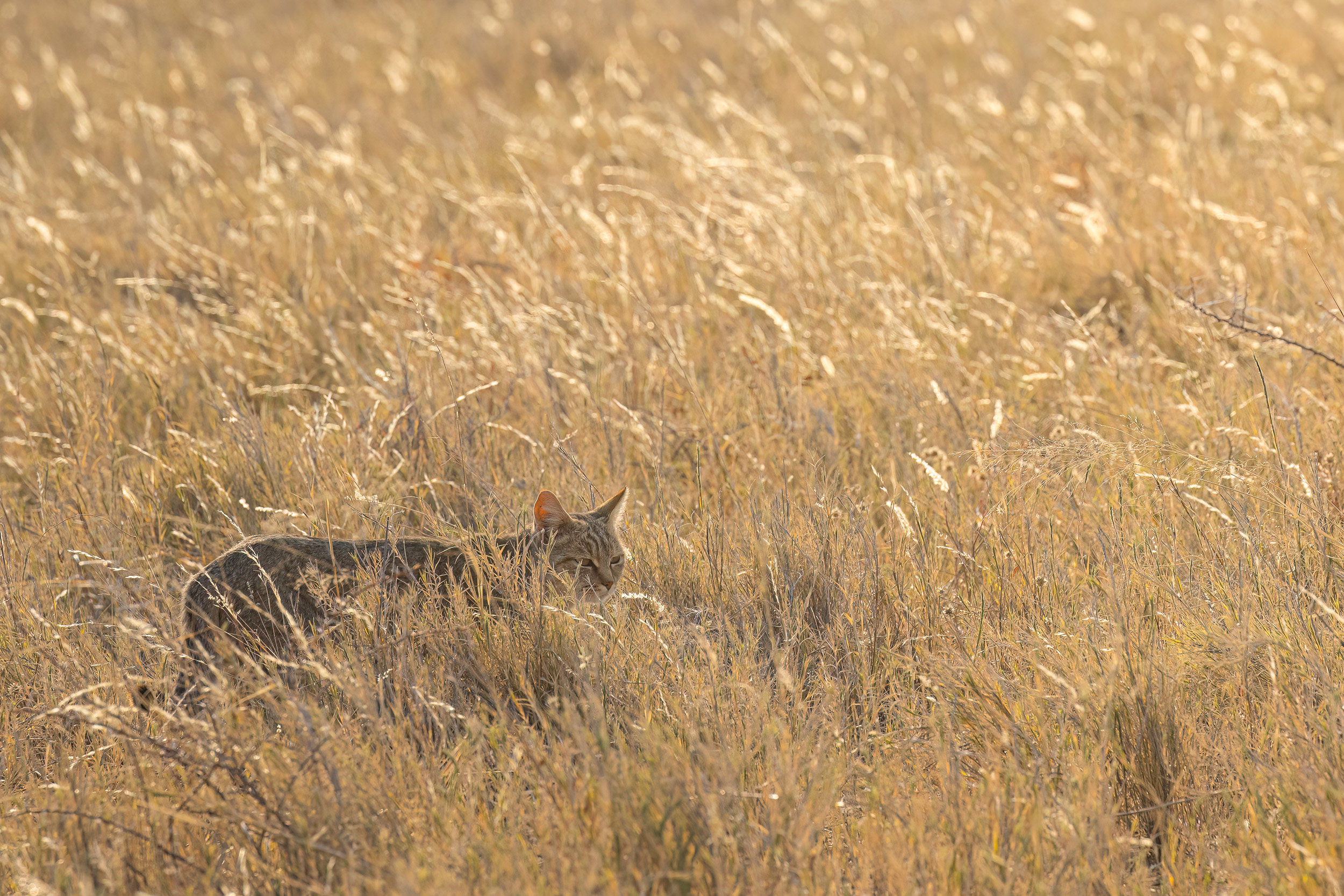Etosha, Namibia