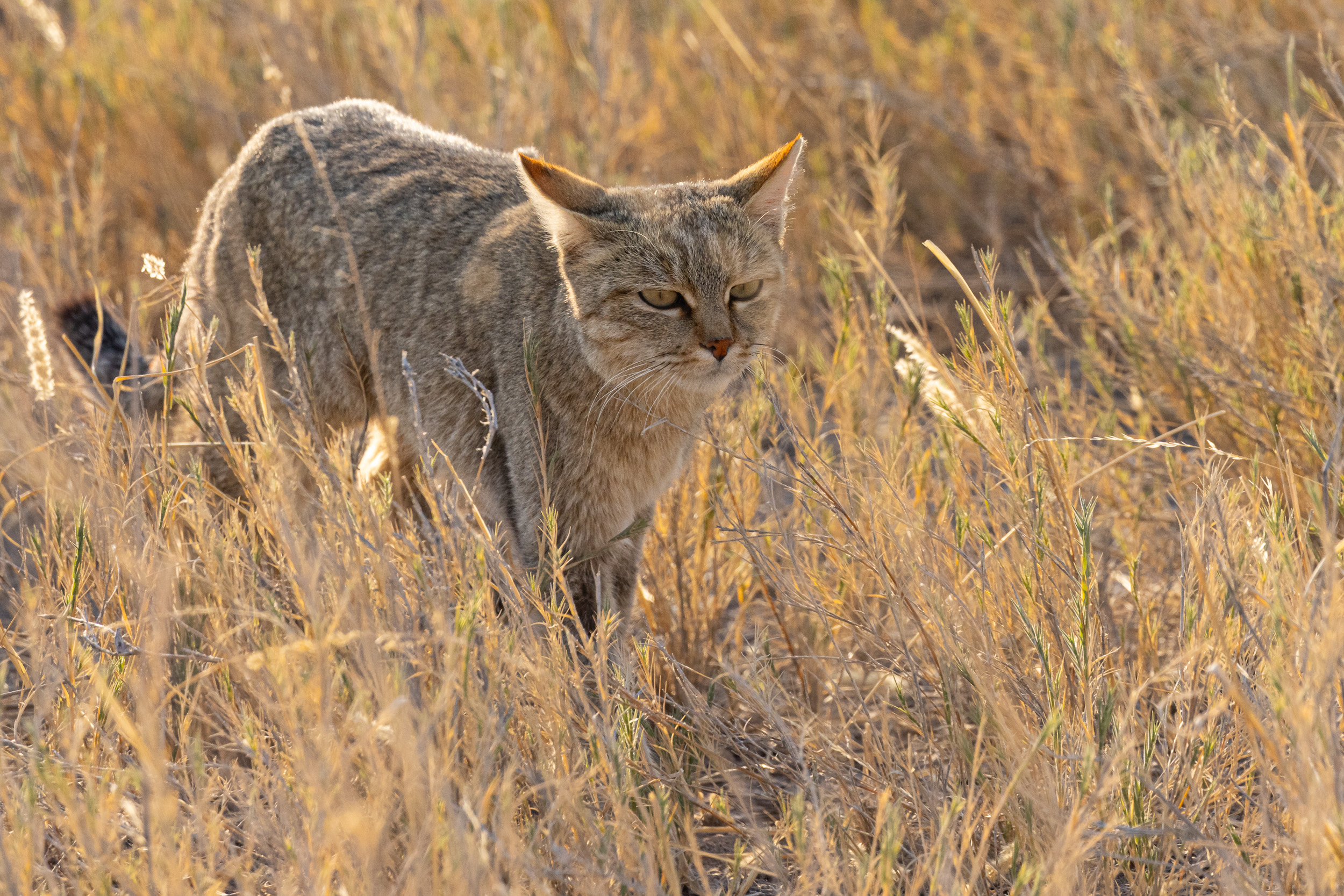 Etosha, Namibia