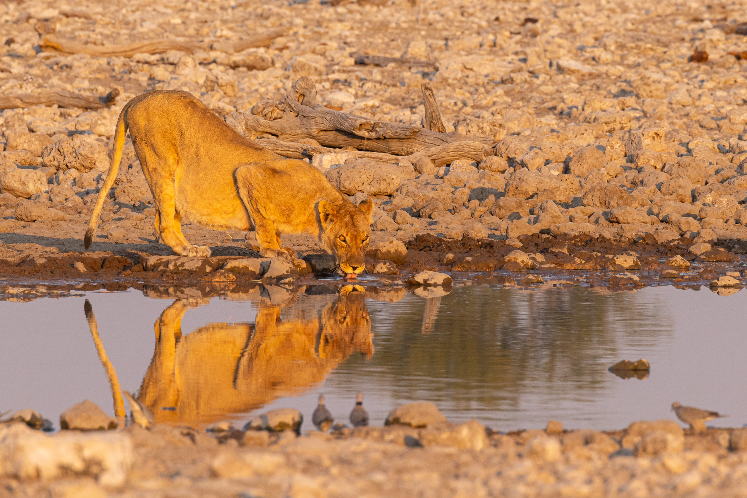 Etosha, Namibia