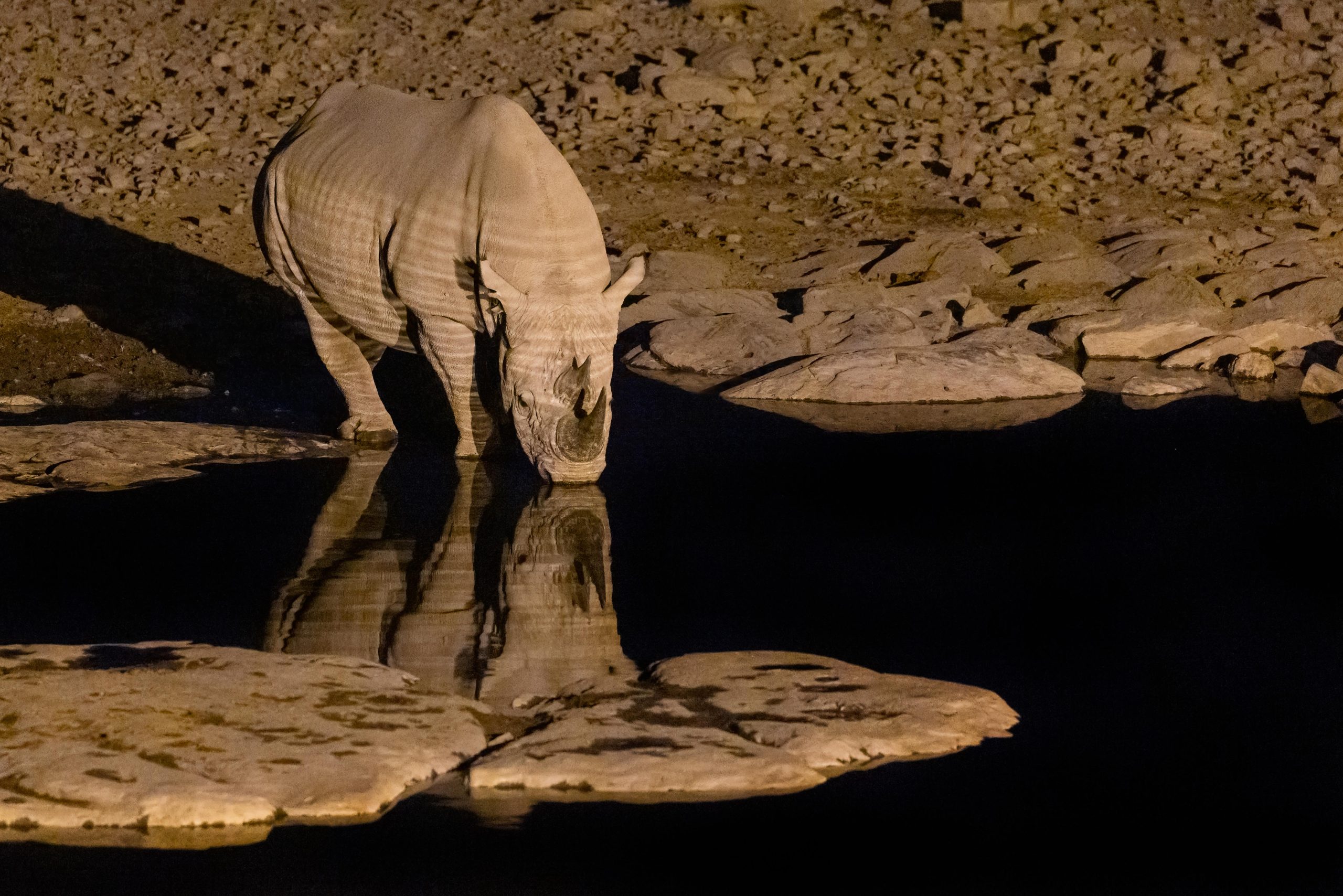 Black Rhino in Etosha, Namibia