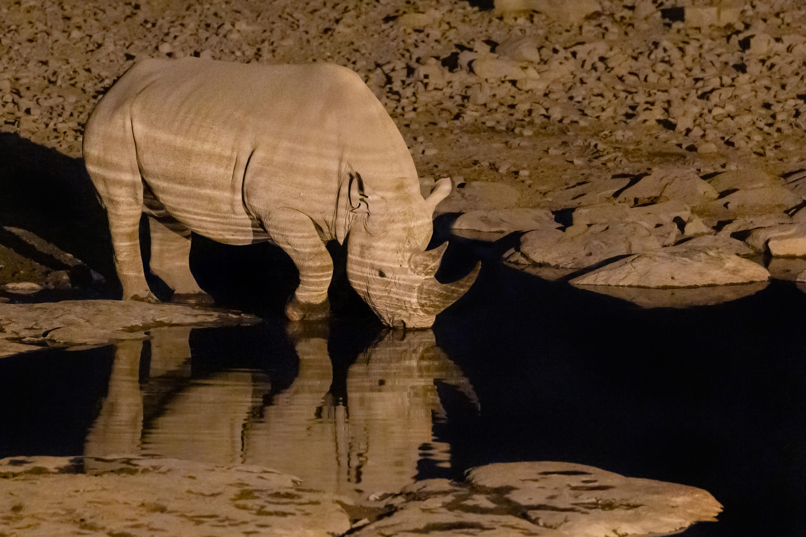 Duniart, Etosha, Highlights, Namibia