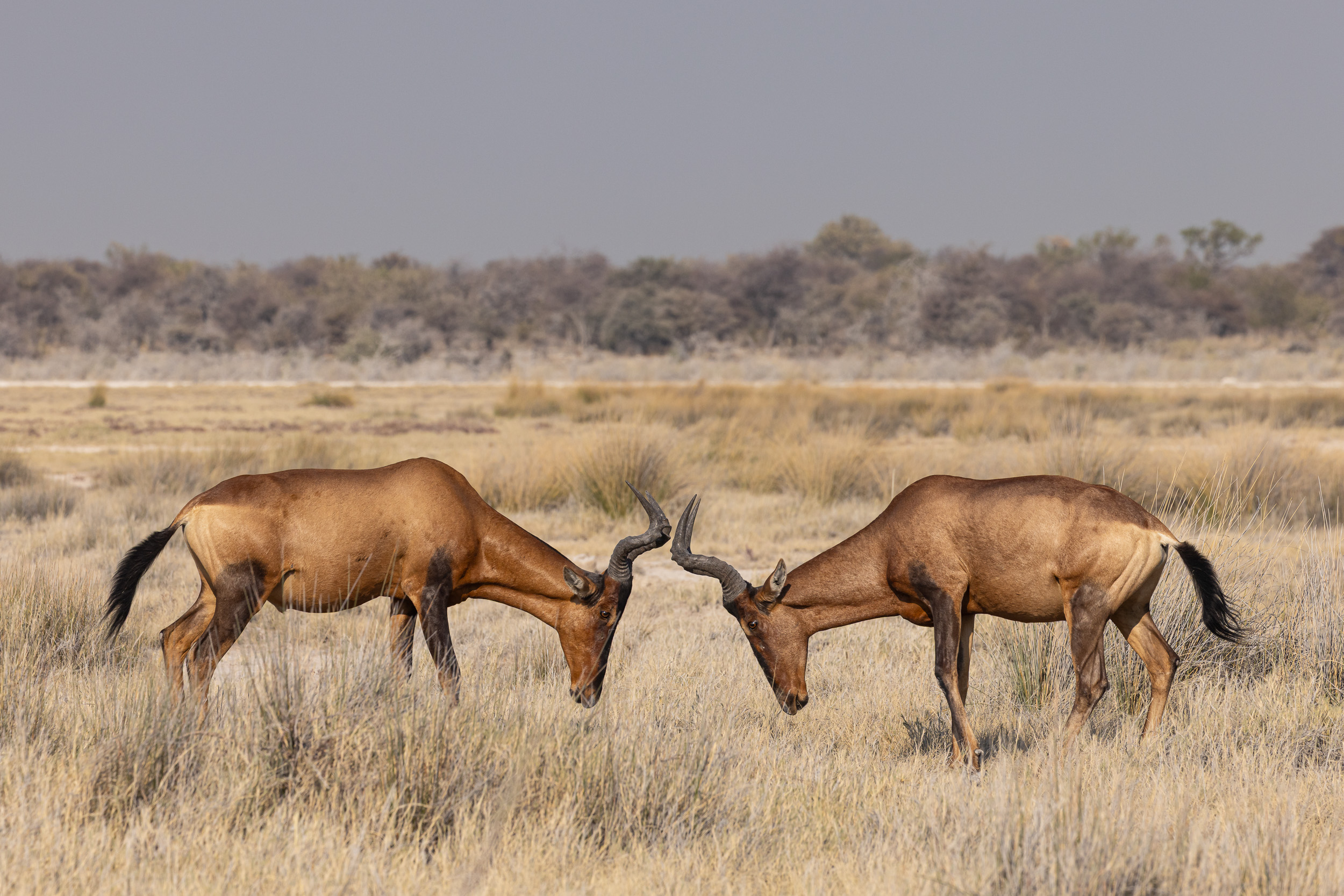 Etosha, Namibia