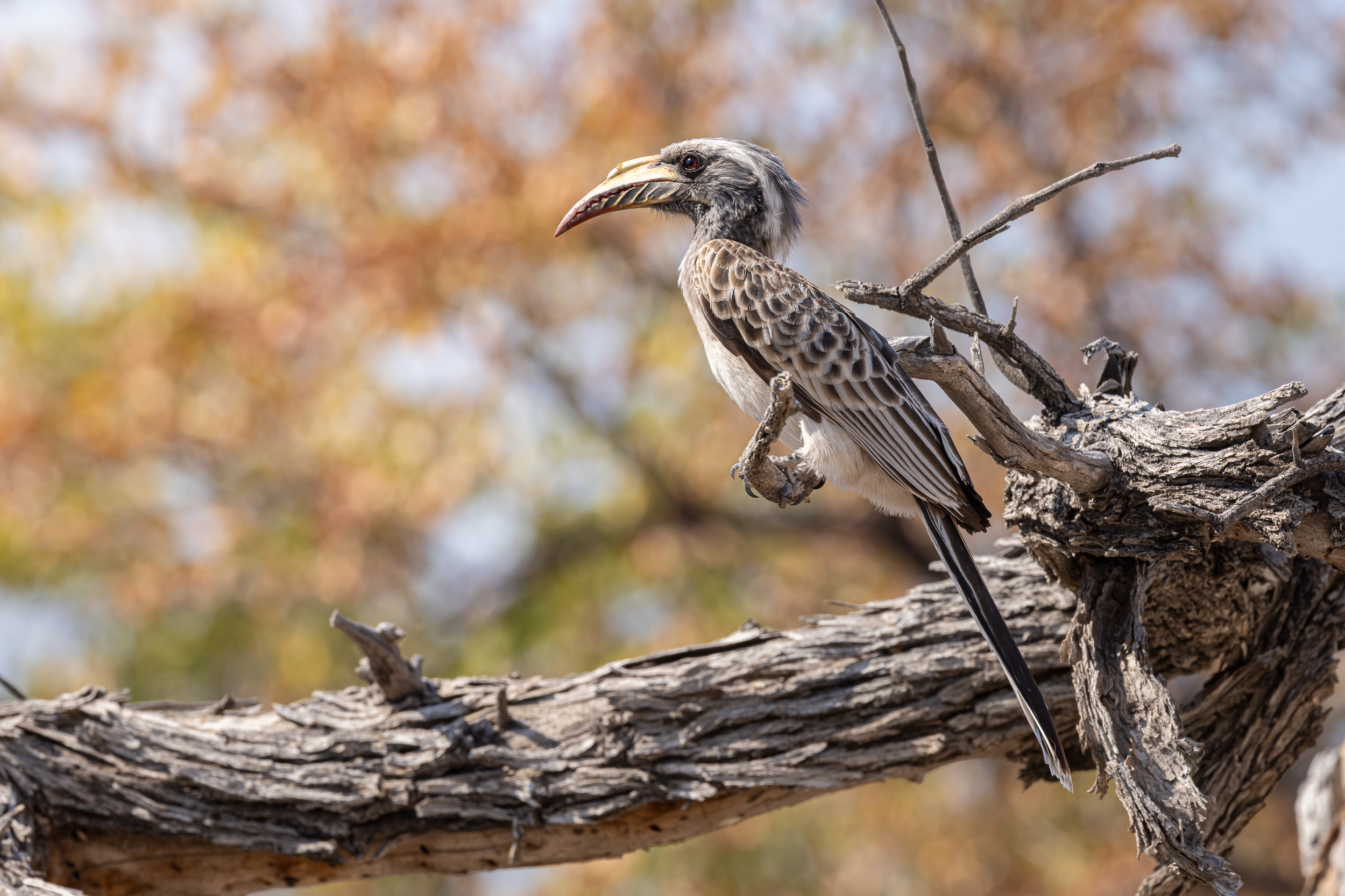 Etosha, Namibia