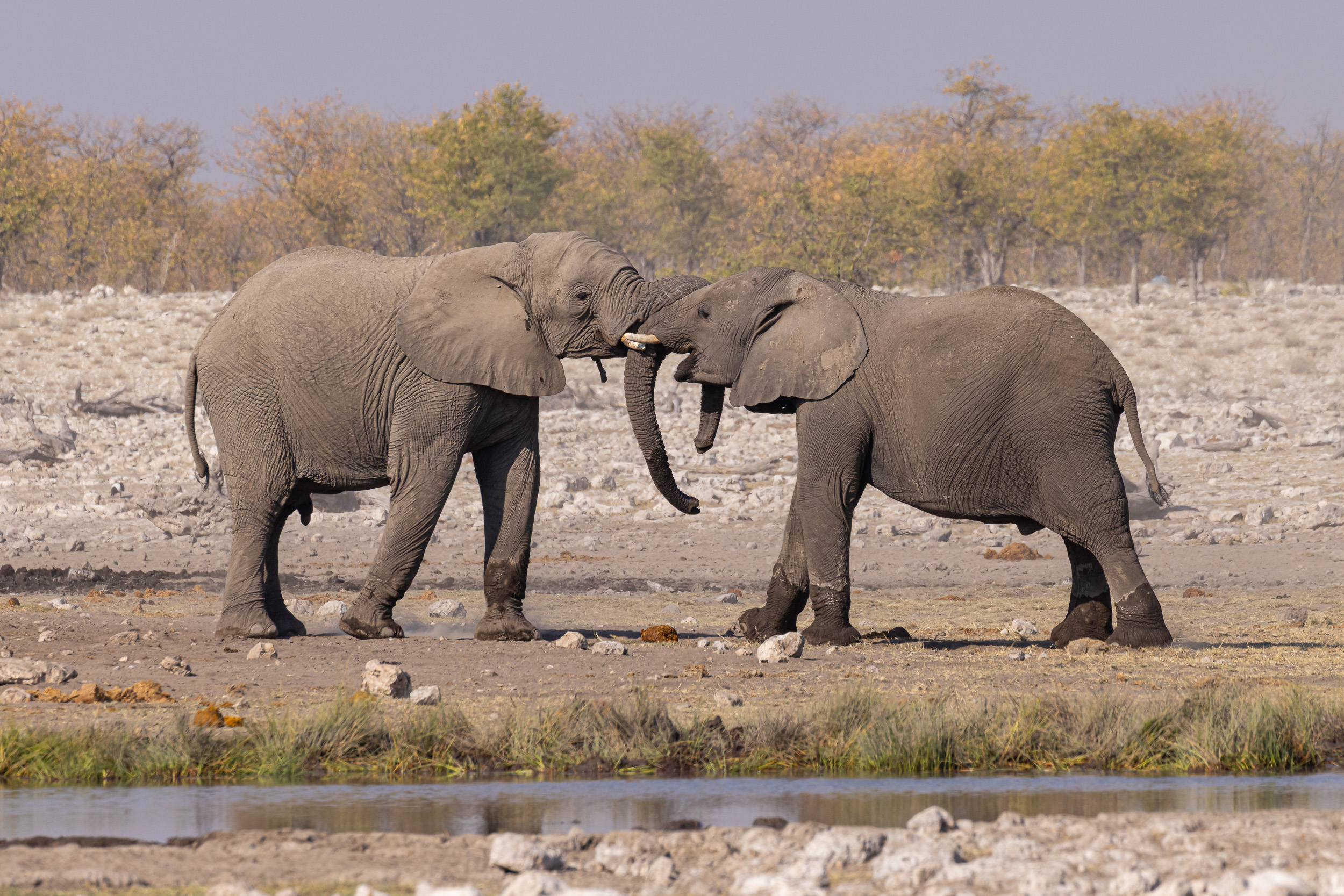 Etosha, Namibia