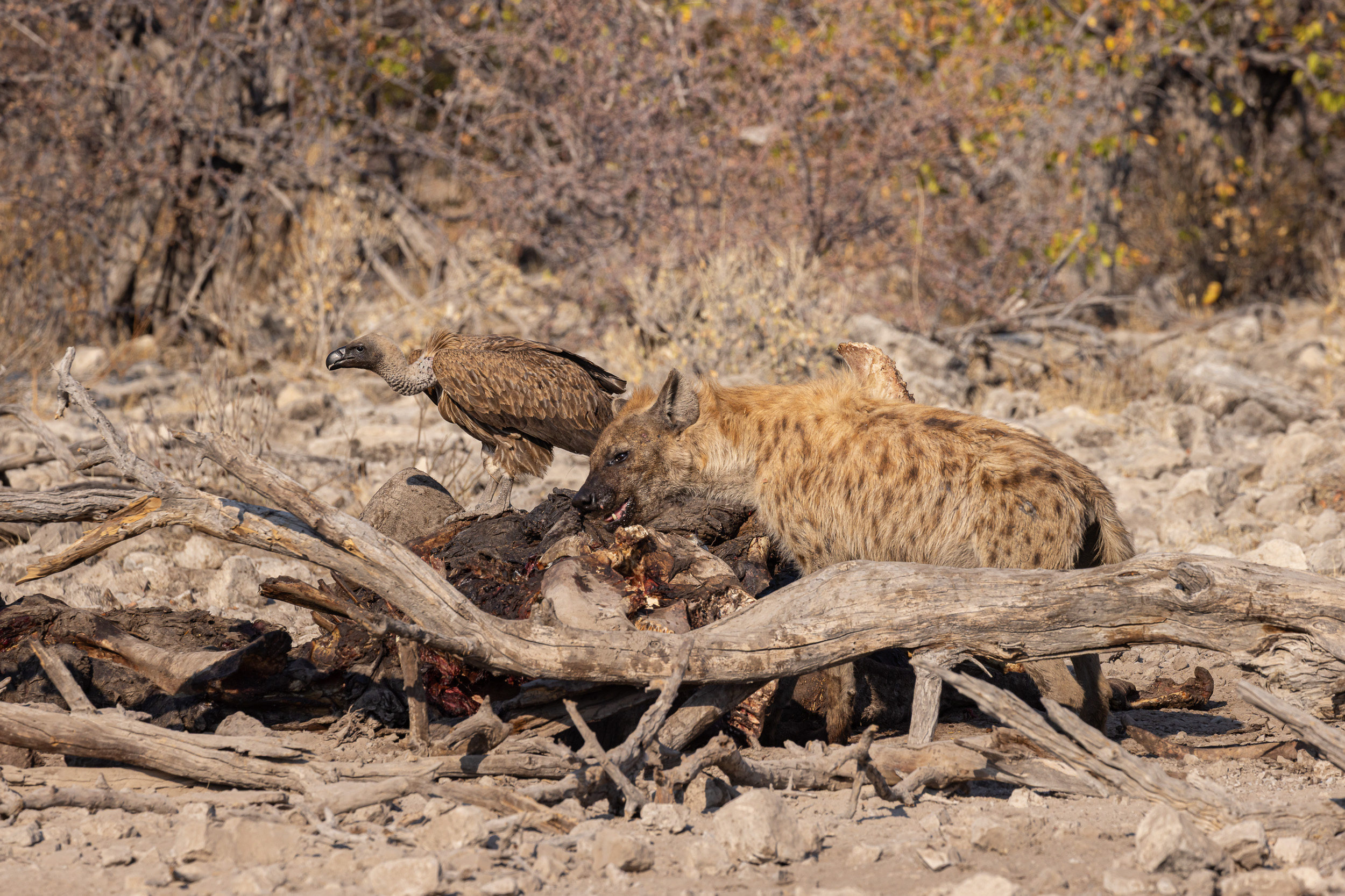 Etosha, Namibia
