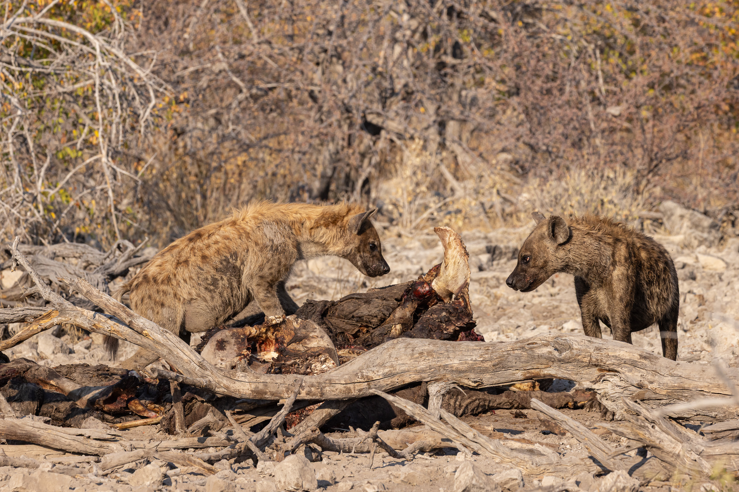 Etosha, Namibia