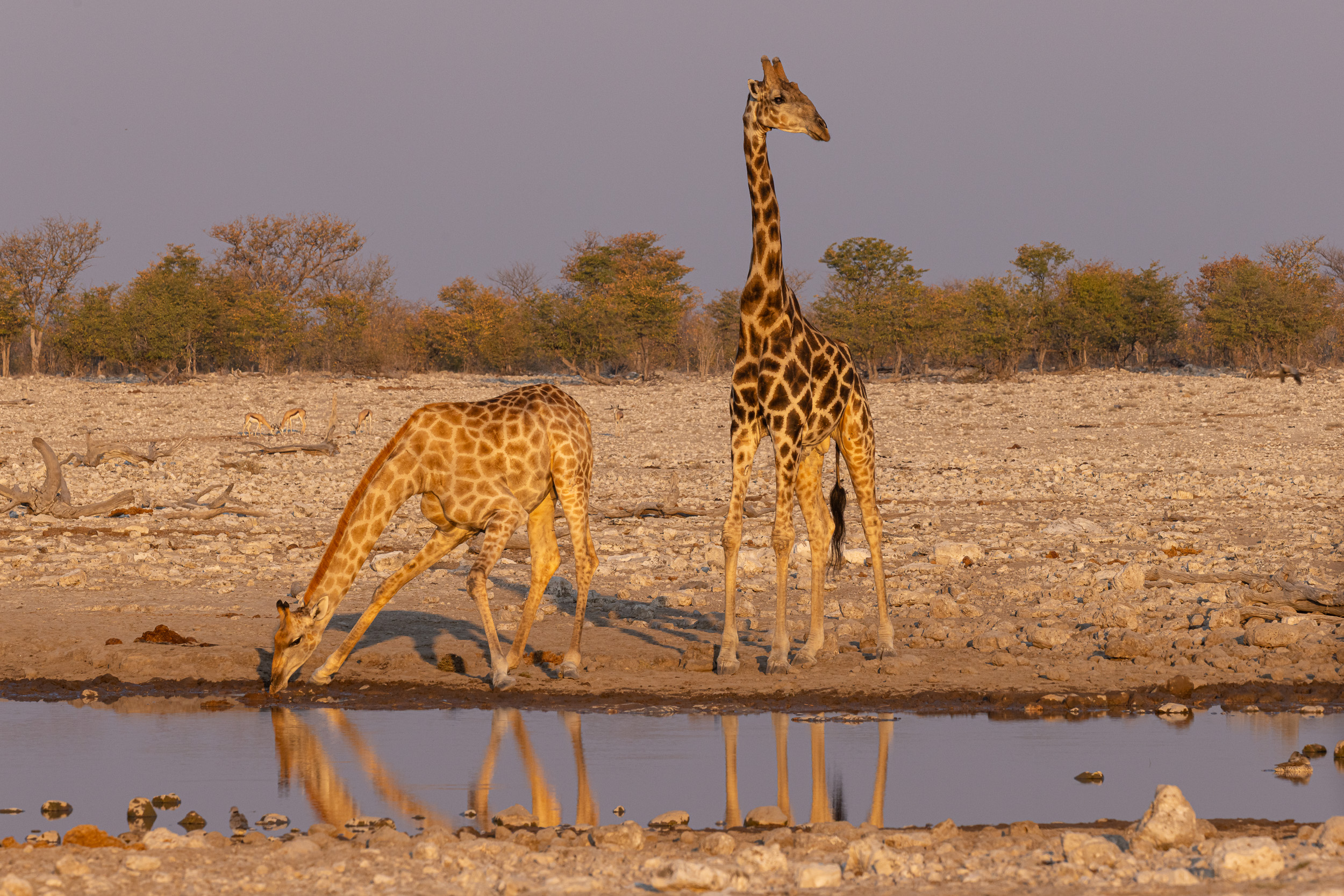 Etosha, Namibia