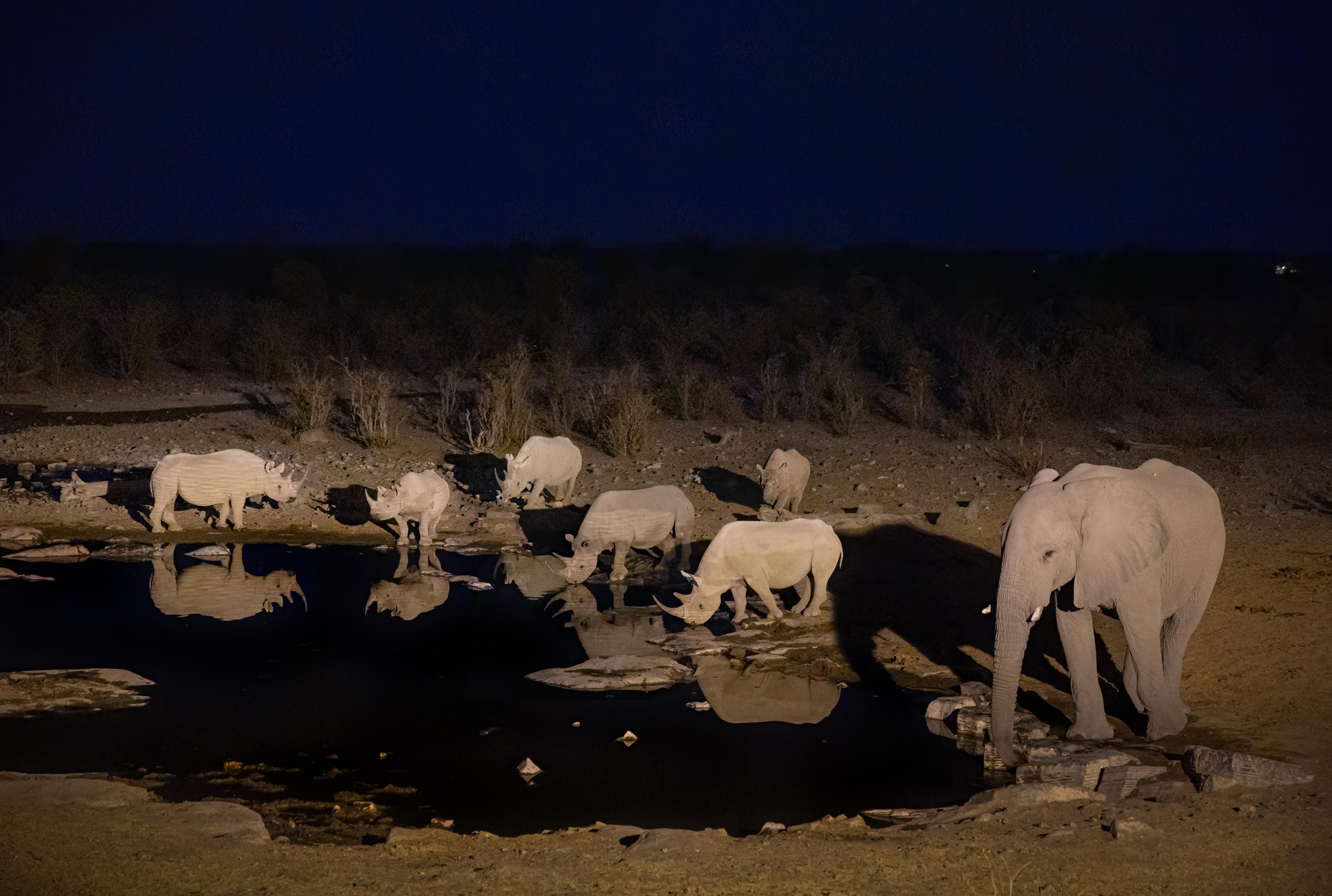 Black Rhinos and elephants at a waterhole in Etosha National Park in Namibia