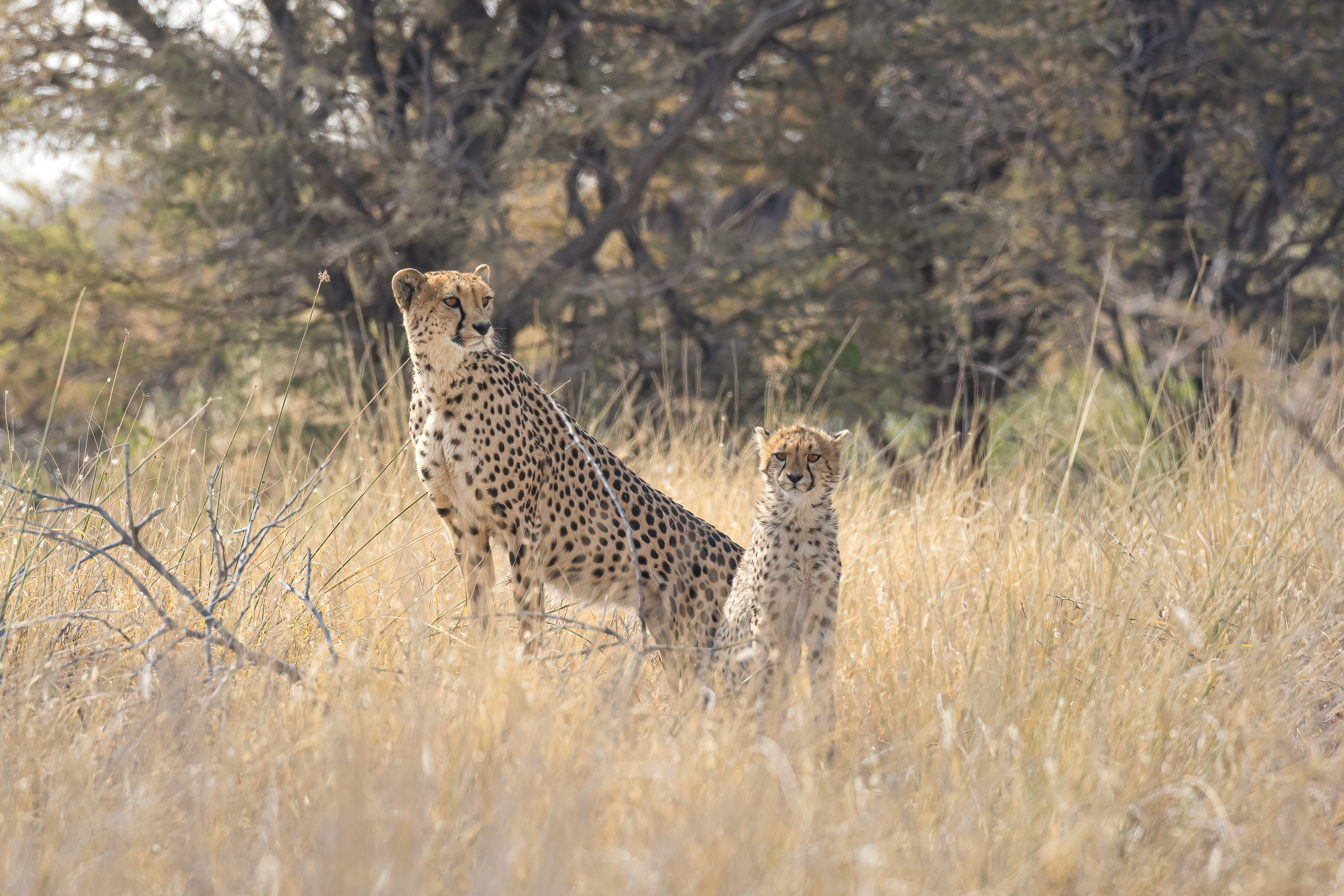 Cheetahs etosha national park namibia