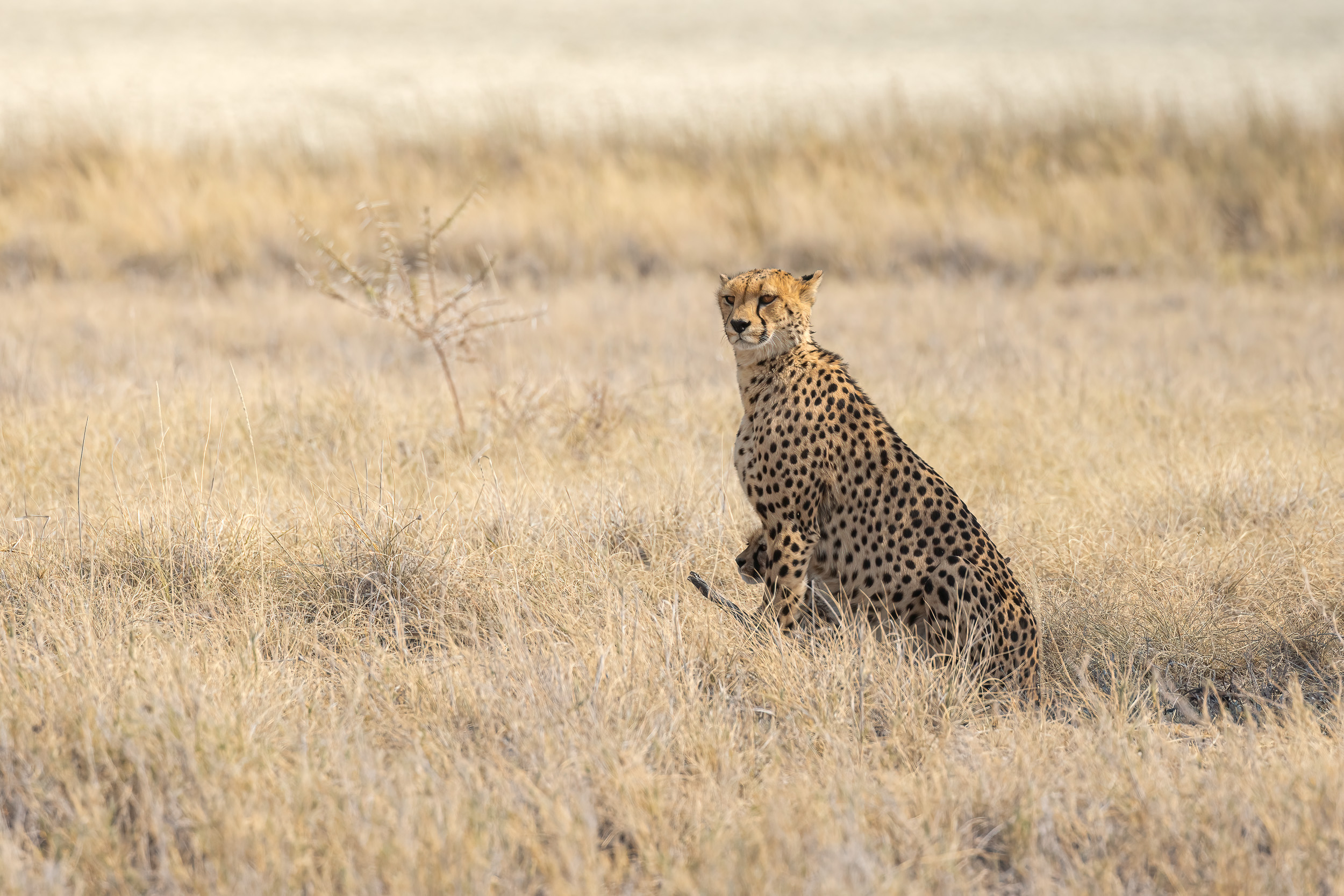 Etosha, Namibia
