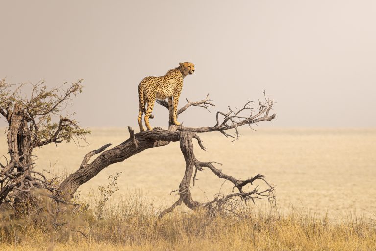 Etosha, Namibia