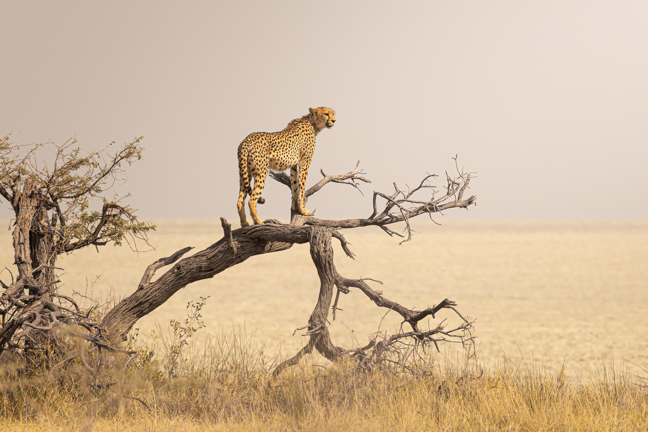 Etosha, Namibia