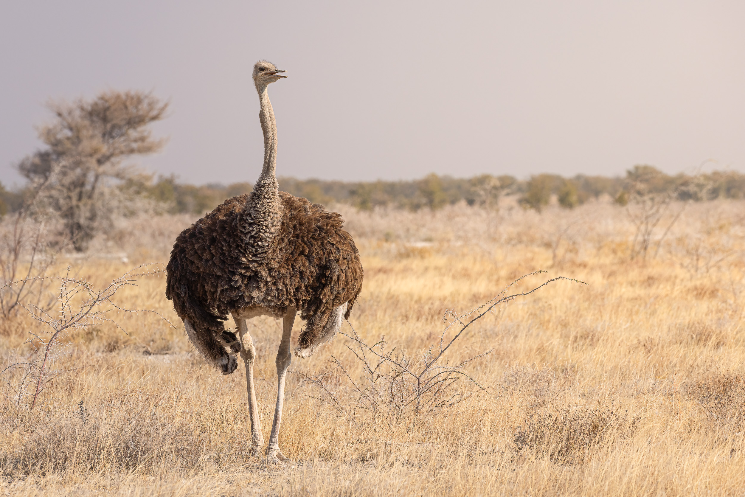 Etosha, Namibia