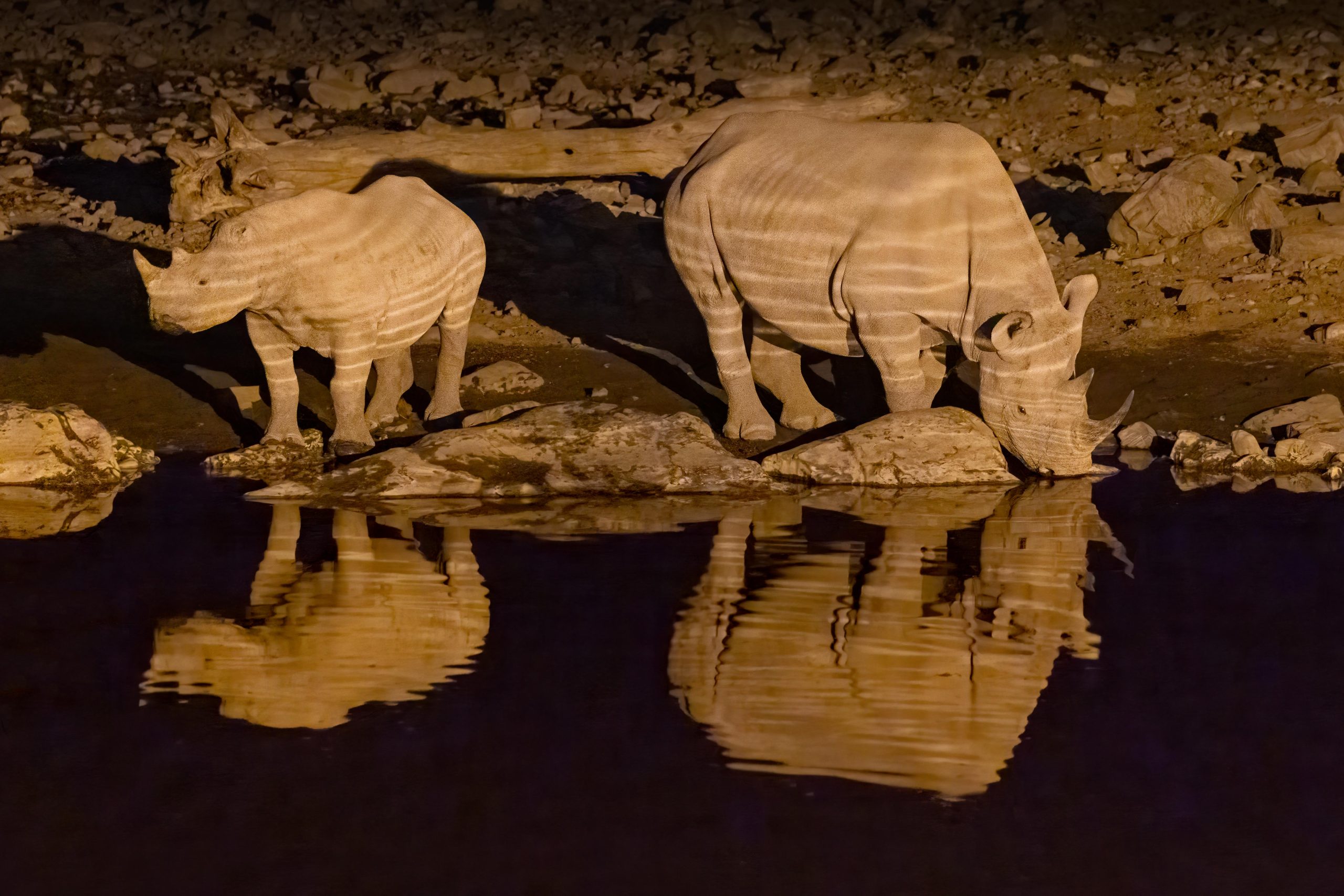 Etosha, Namibia