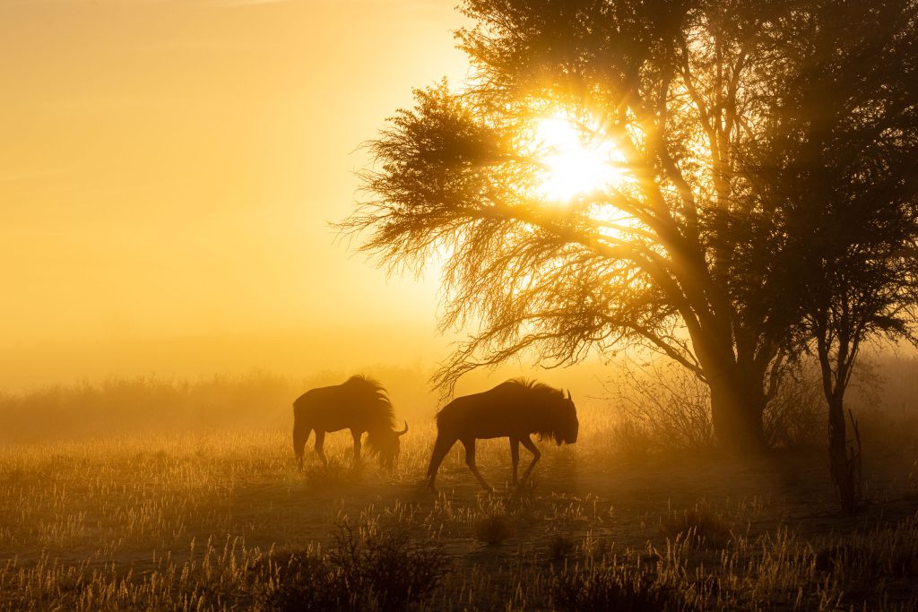 Highlights, Kgalagadi, South Africa, Wildlife