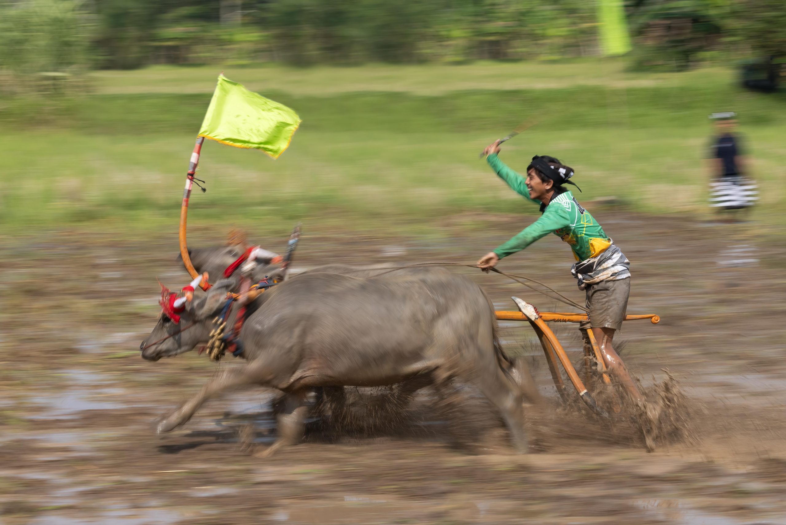 water buffalo pulling lampit plank wet rice field Bali