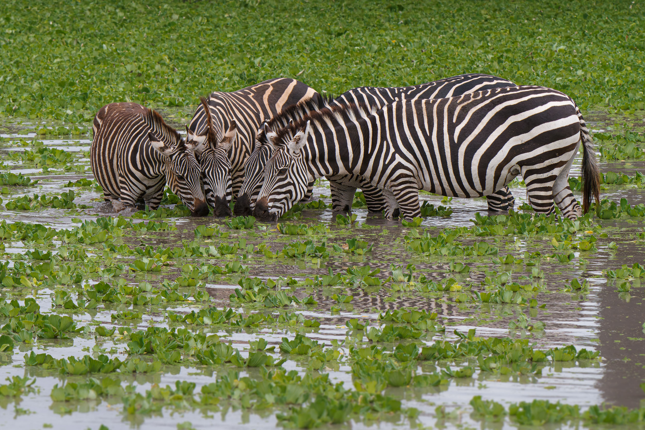 Tanzania, Tarangire National Park, Wildlife, Zebra