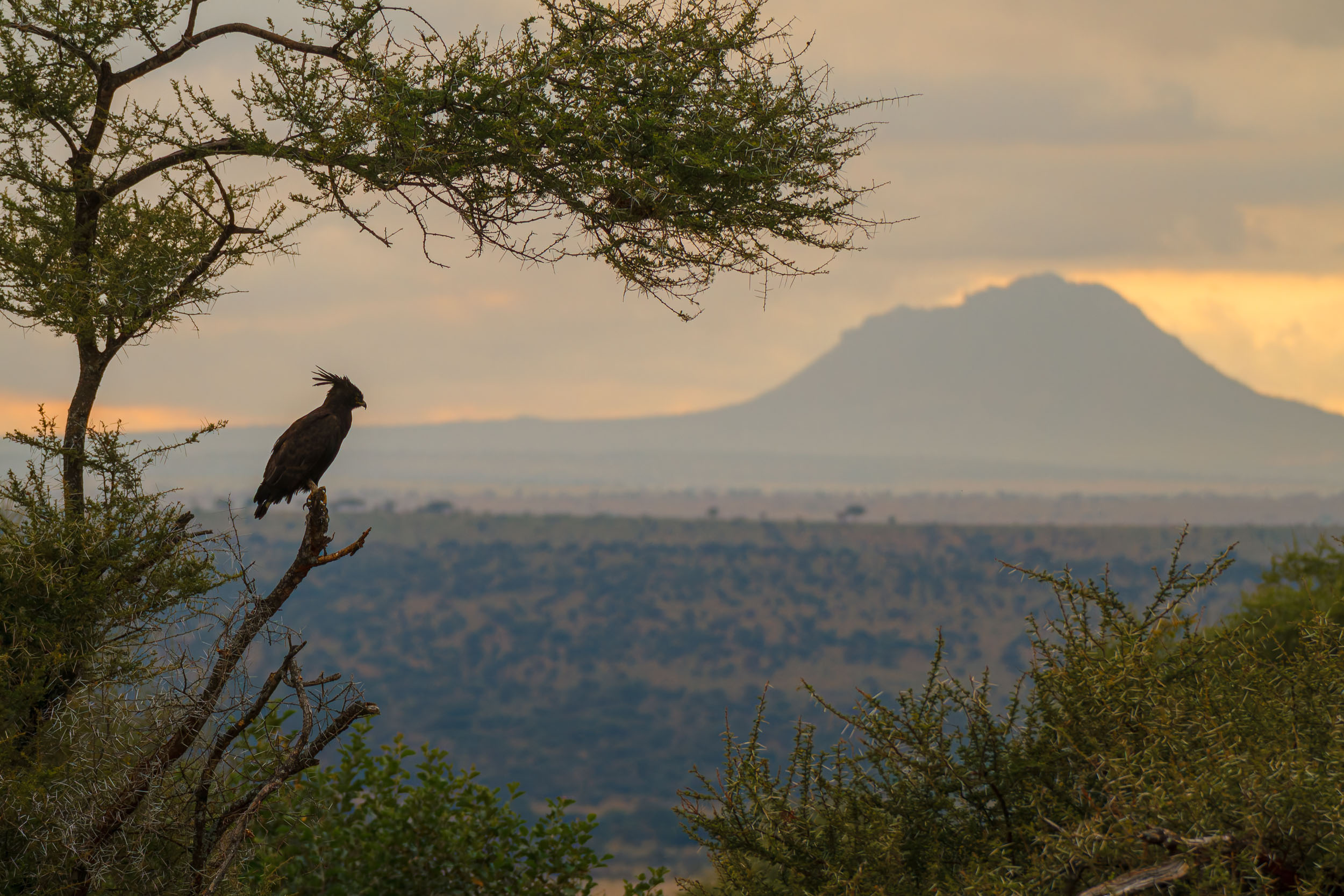 Long-crested Eagle, Tanzania, Tarangire National Park, Wildlife