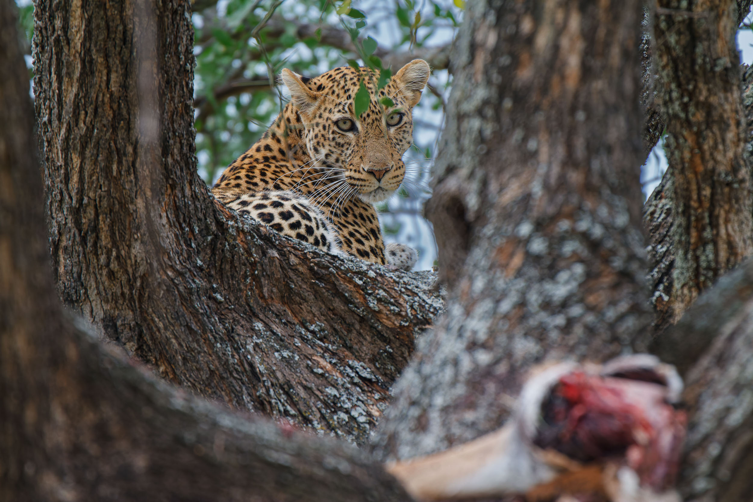 Animals, Leopard, Tanzania, Tarangire National Park, Wildlife