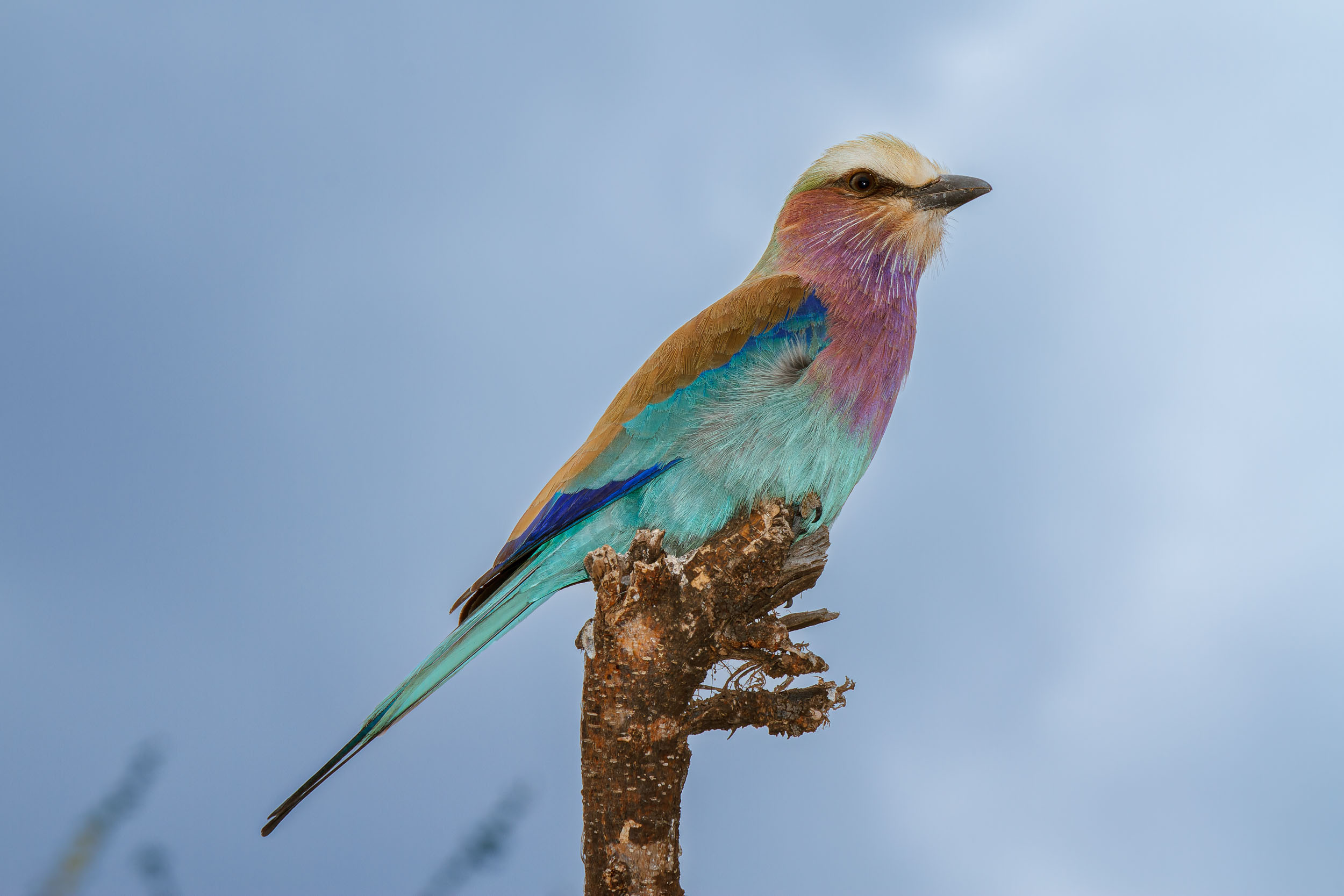Lilac Breasted Roller Bird, Tanzania, Tarangire National Park, Wildlife