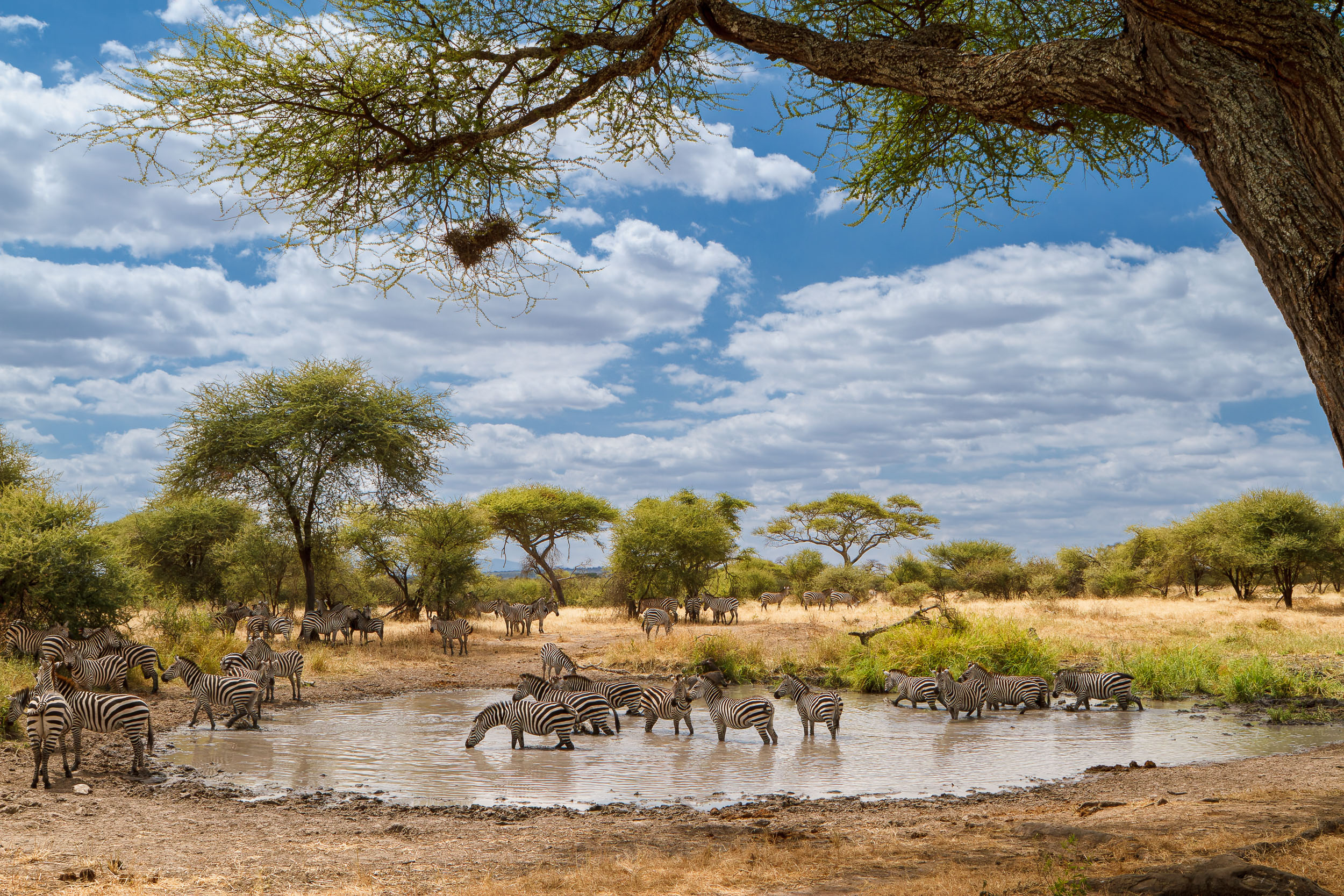 Tanzania, Tarangire National Park, Zebra