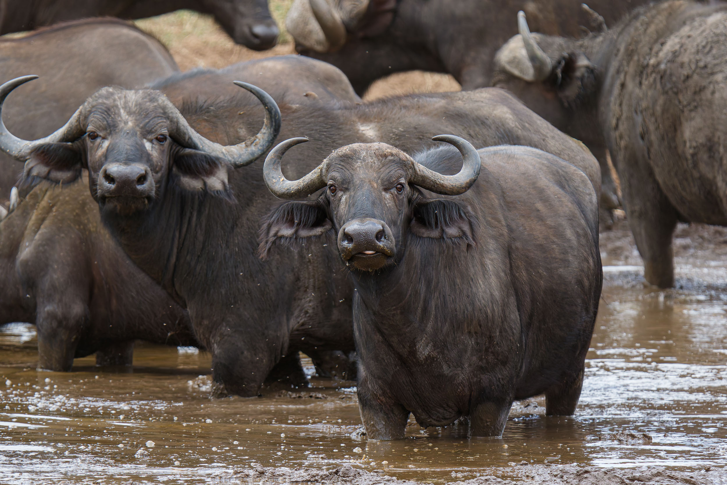 Buffalo, Tanzania, Tarangire National Park, Wildlife