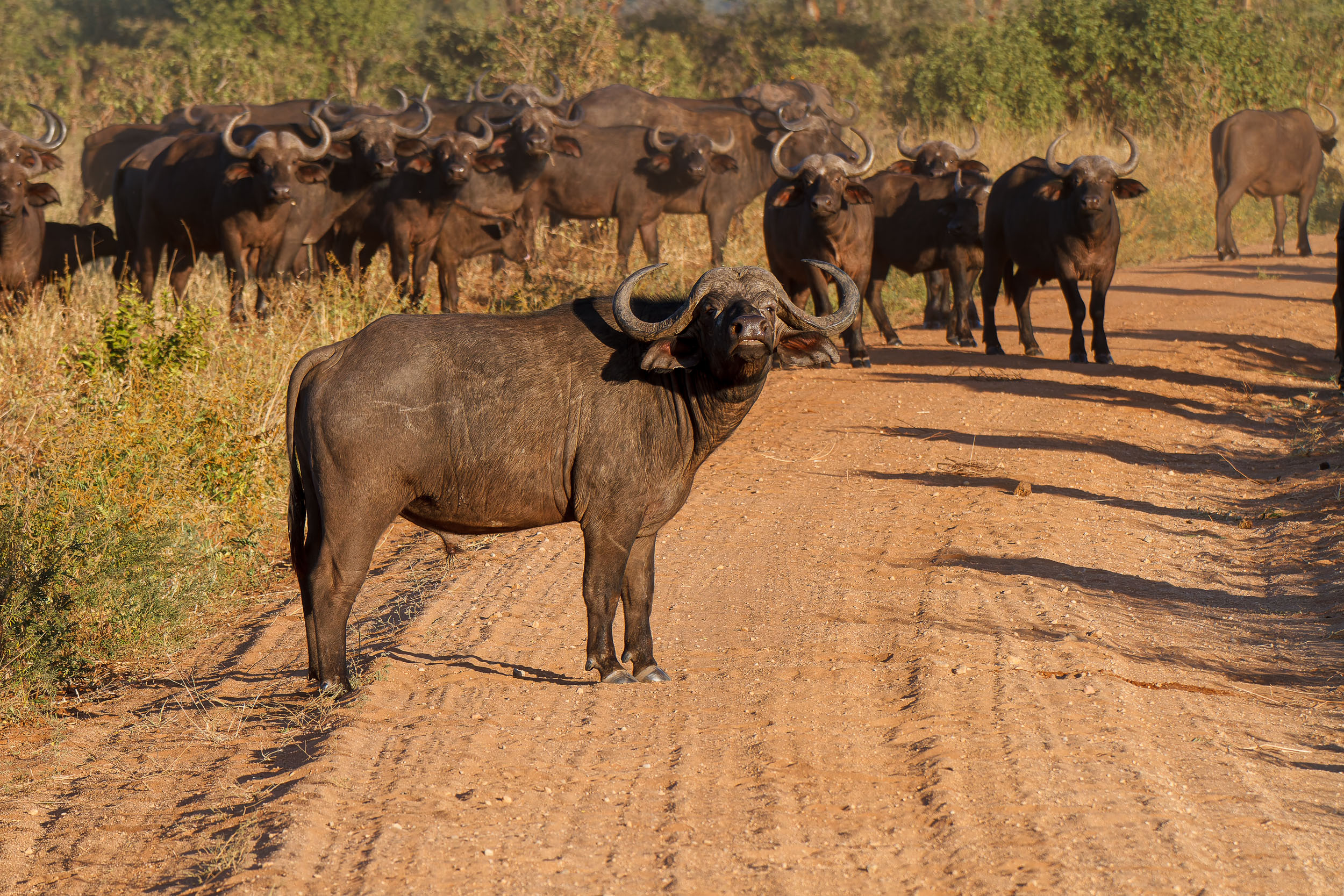 Buffalo, Tanzania, Tarangire National Park