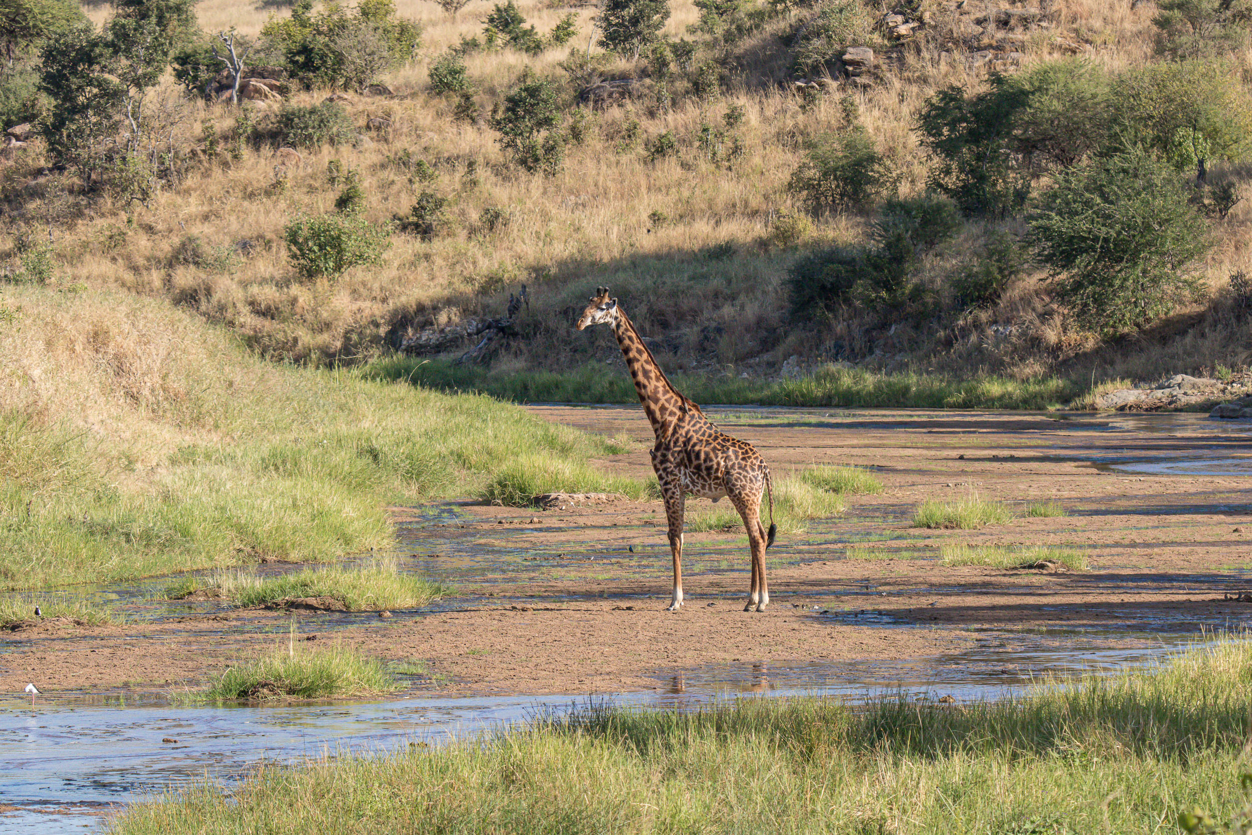 Giraffe, Tanzania, Tarangire National Park