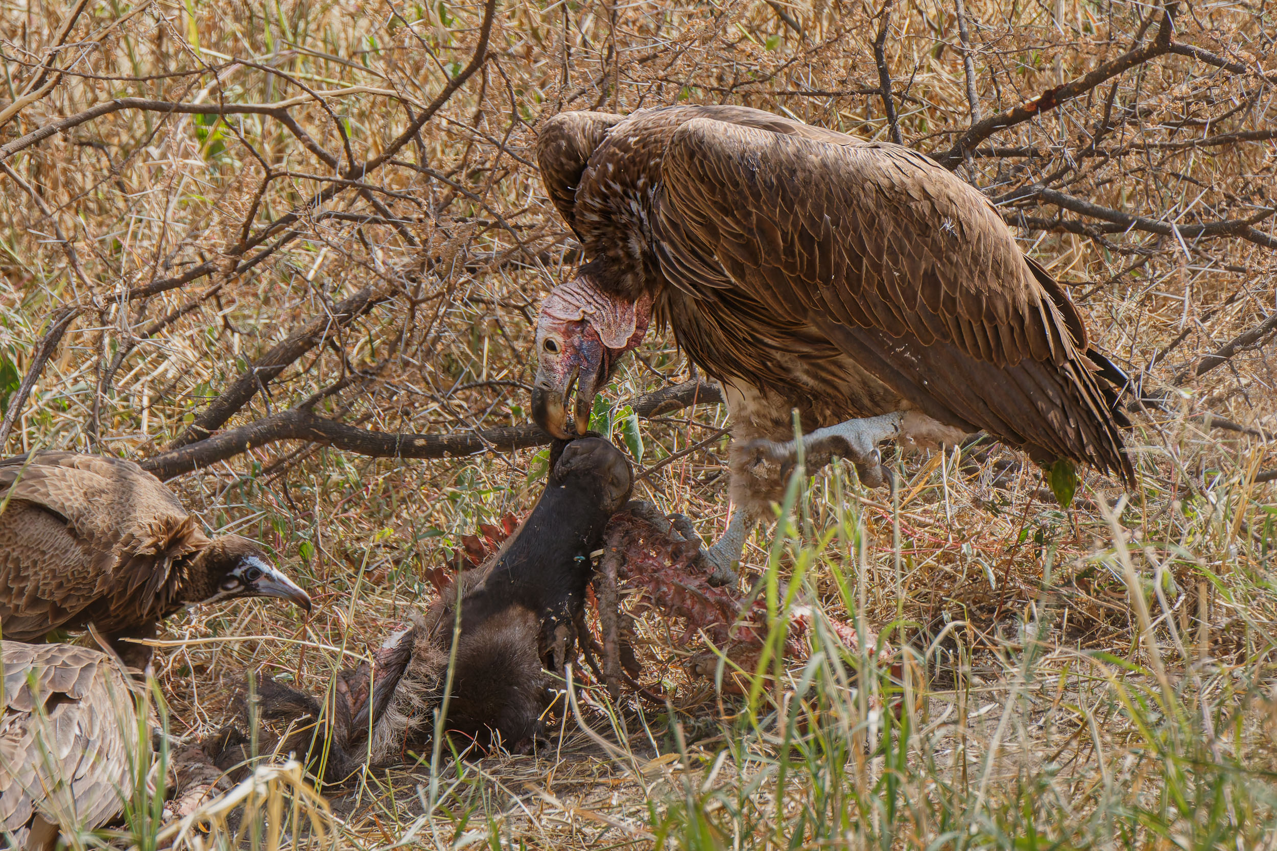 Lappet-Faced Vulture, Tanzania, Tarangire National Park, Vulture
