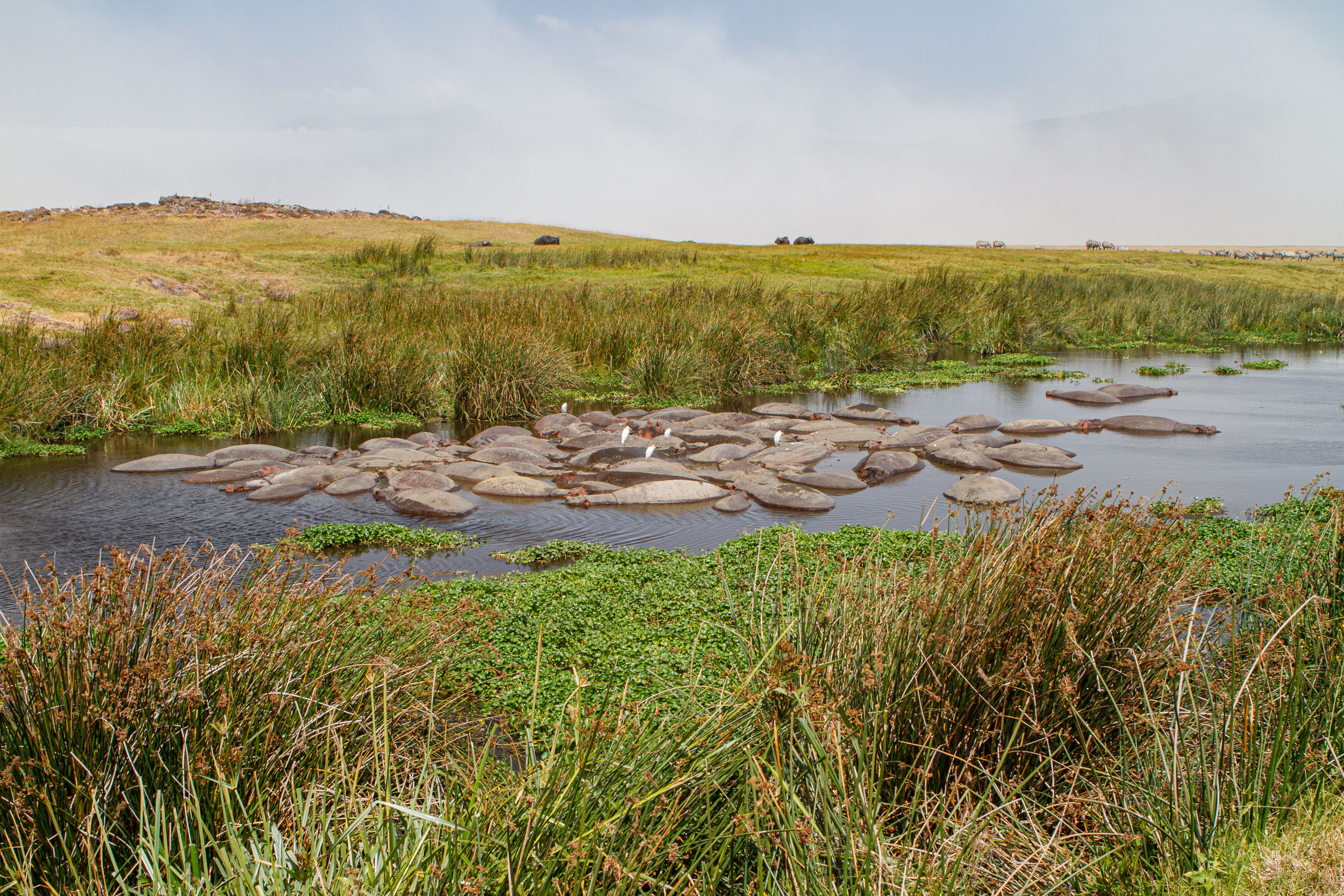 Crater, Hippo, Ngorongoro Conservation Area, Tanzania