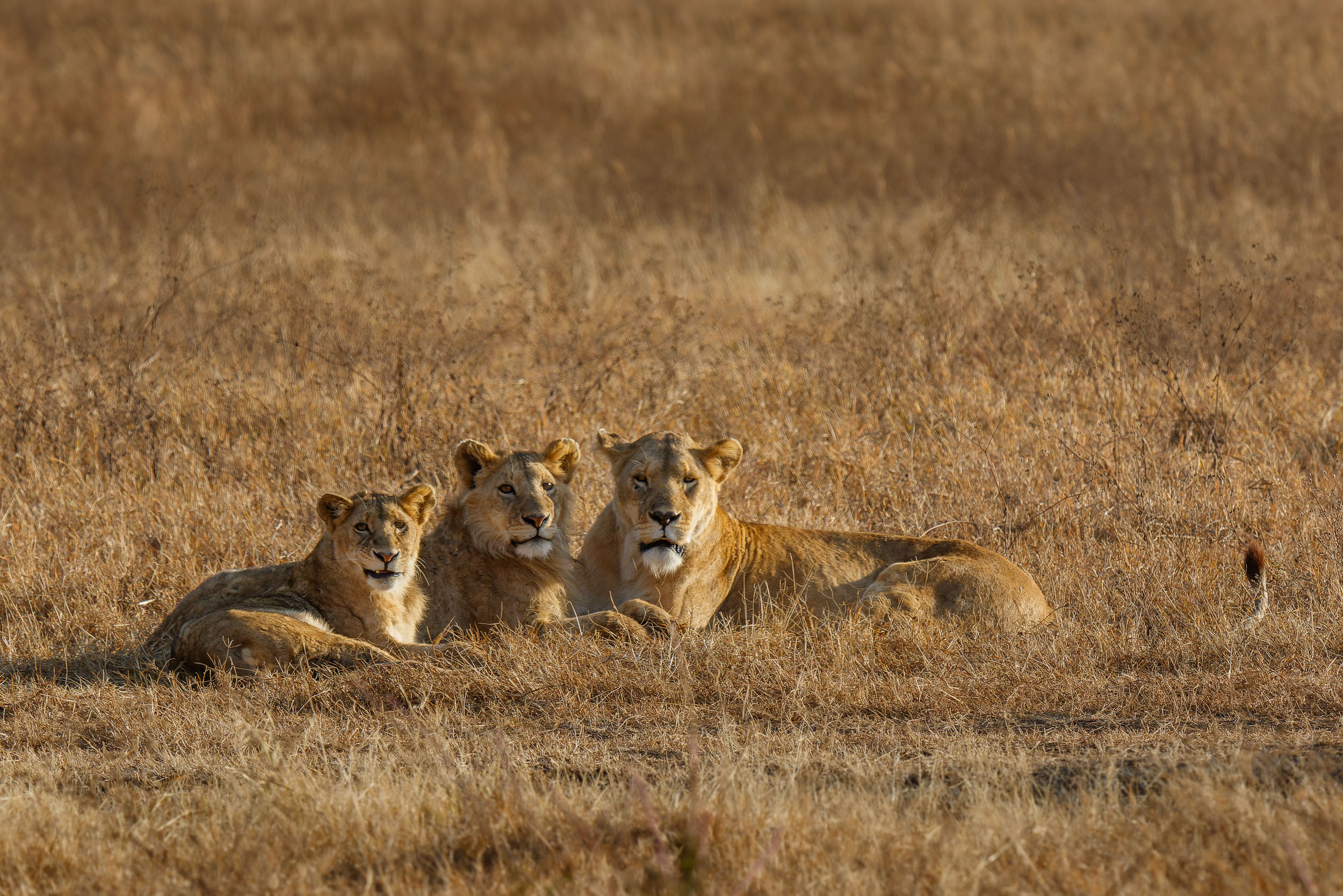 Crater, Lion, Ngorongoro Conservation Area, Tanzania, Wildlife